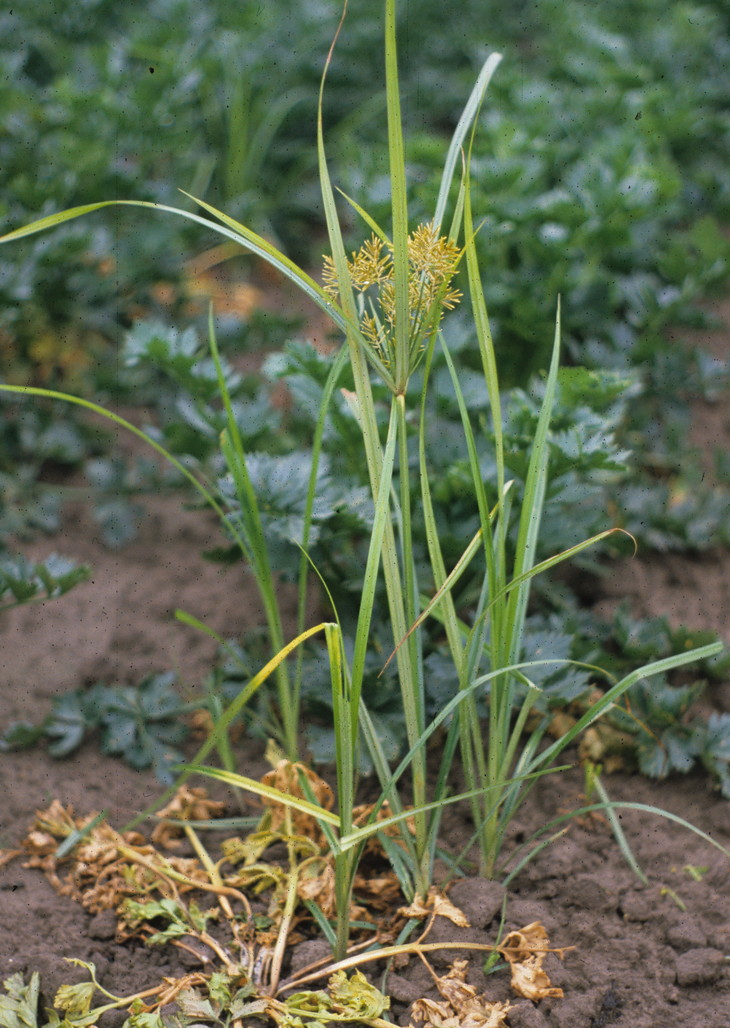 Knolcyperus (Cyperus esculentus) - bloeiwijze + habitus