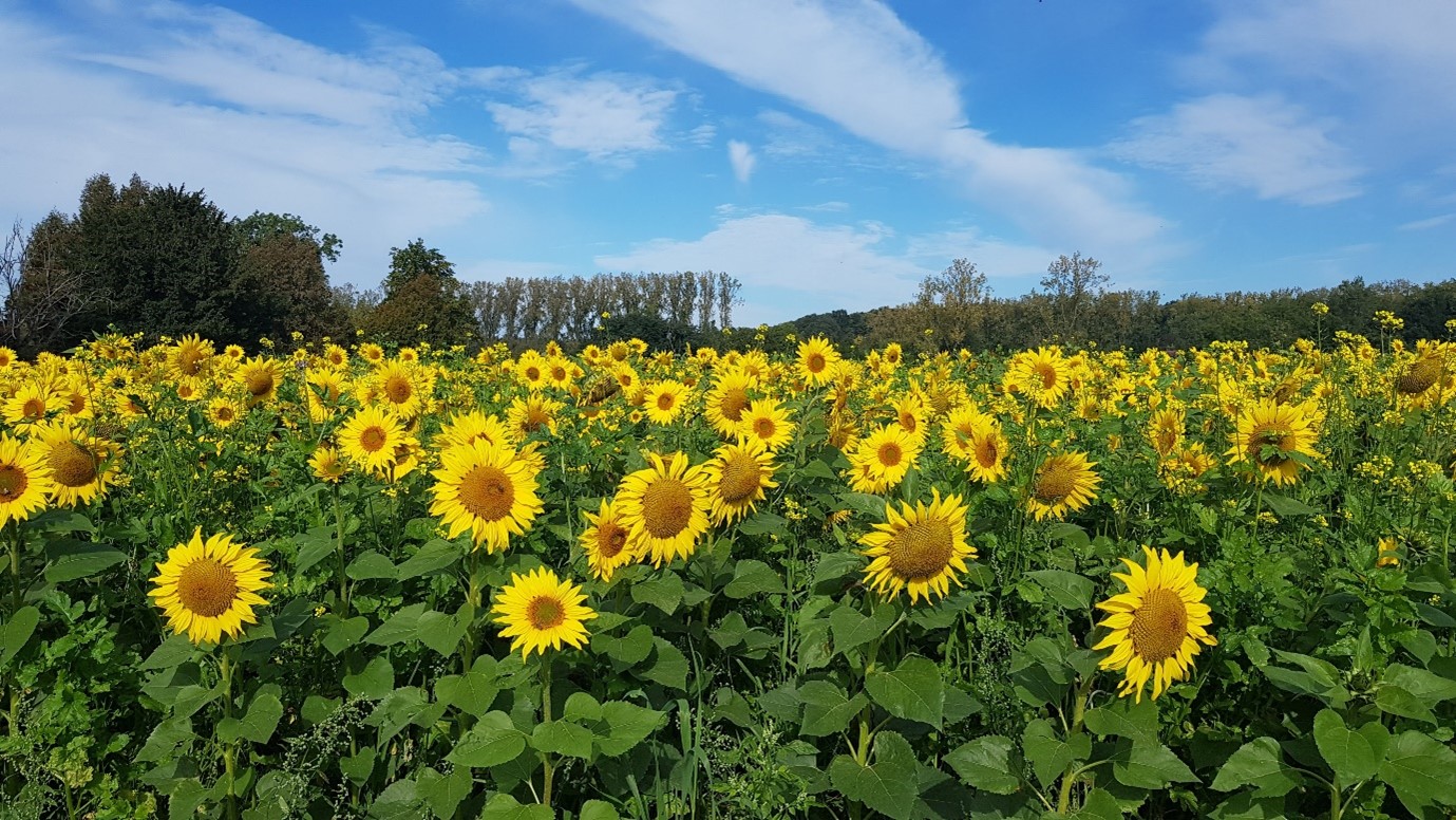 Vlaco_bloemenweide