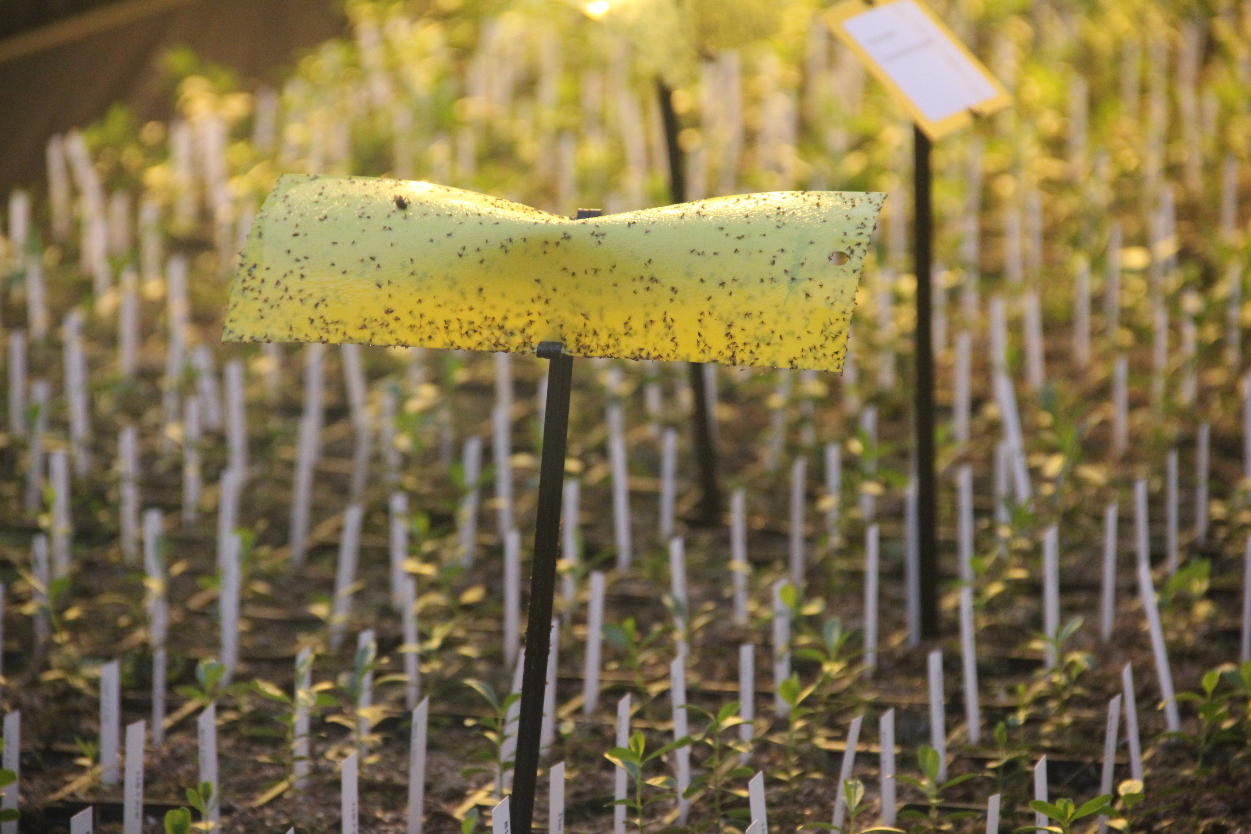 IPM - vangplaat - gewasbeschermingsmiddelen - foto AVBS