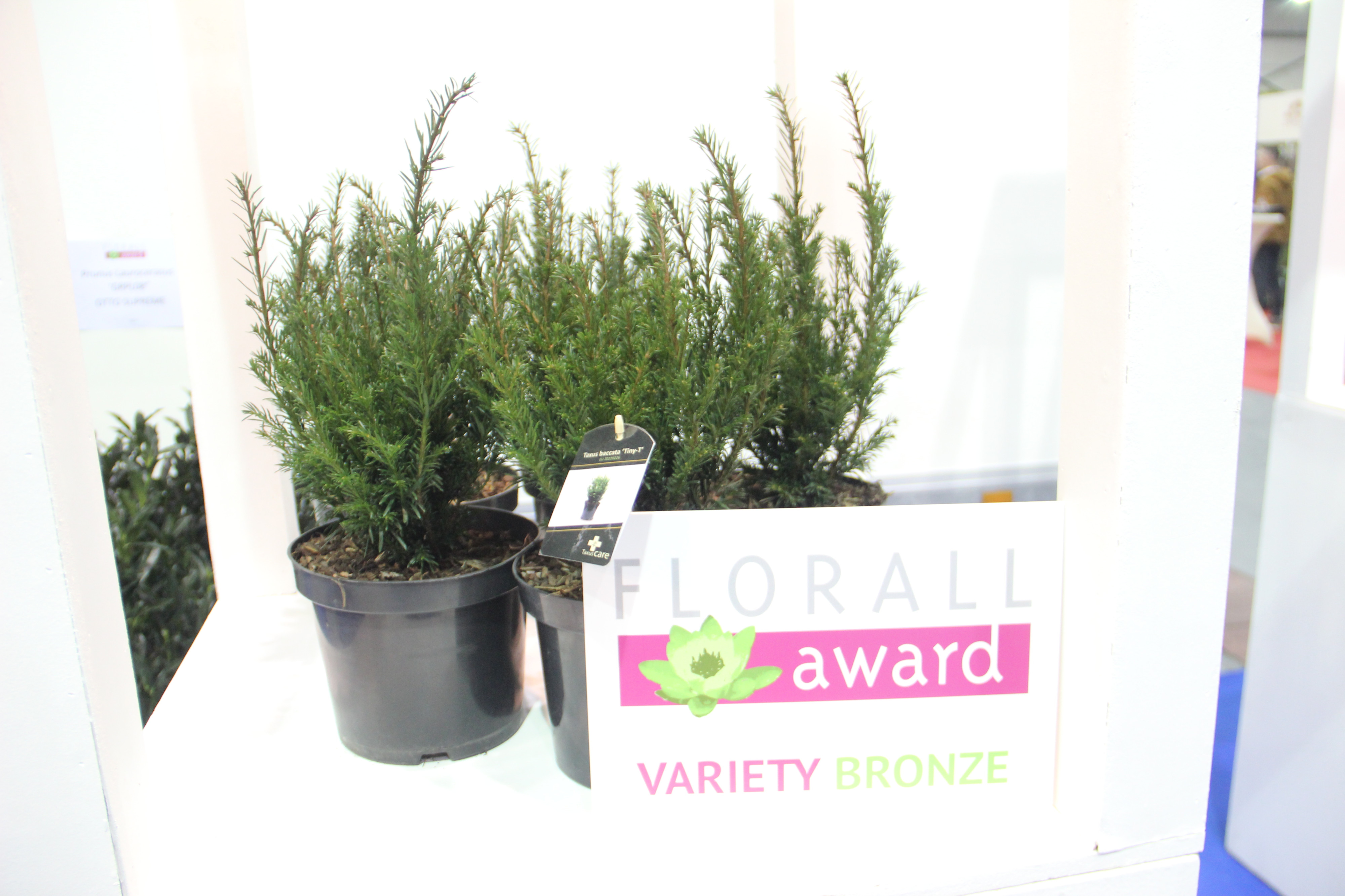 Florall award 2023 voor jaar - TAXUS BACCATA ‘HER2016T02’ (TINY T) - HERPLANT BV - foto Patrick Dieleman