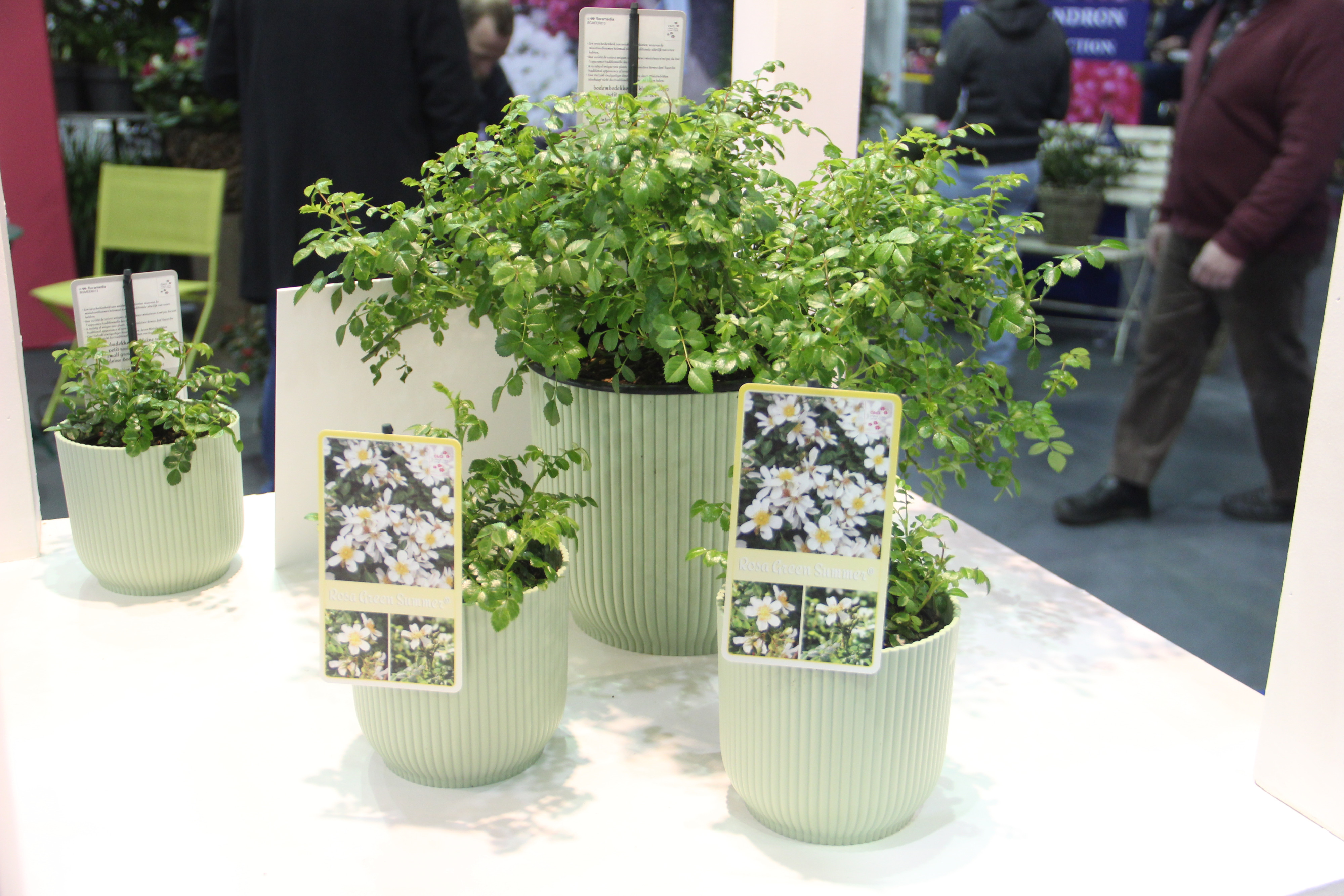 Ceci n'est pas une rose - florall award 2023 - meerplant - foto Patrick Dieleman