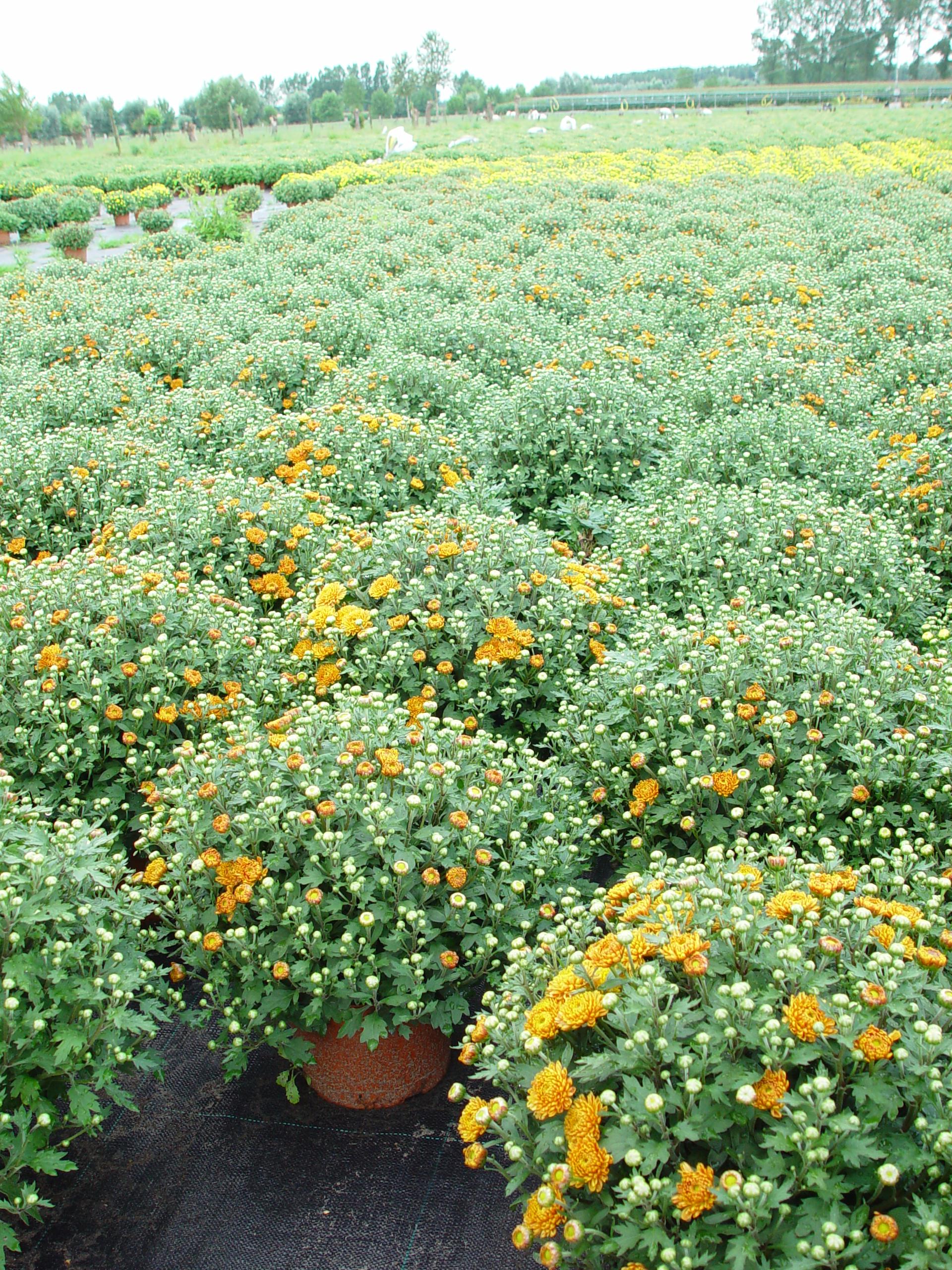 Potchrysant - foto AVBS