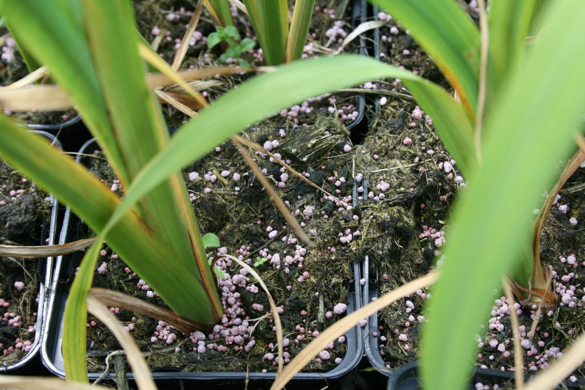 Slow release fertilizers - foto Compo Expert