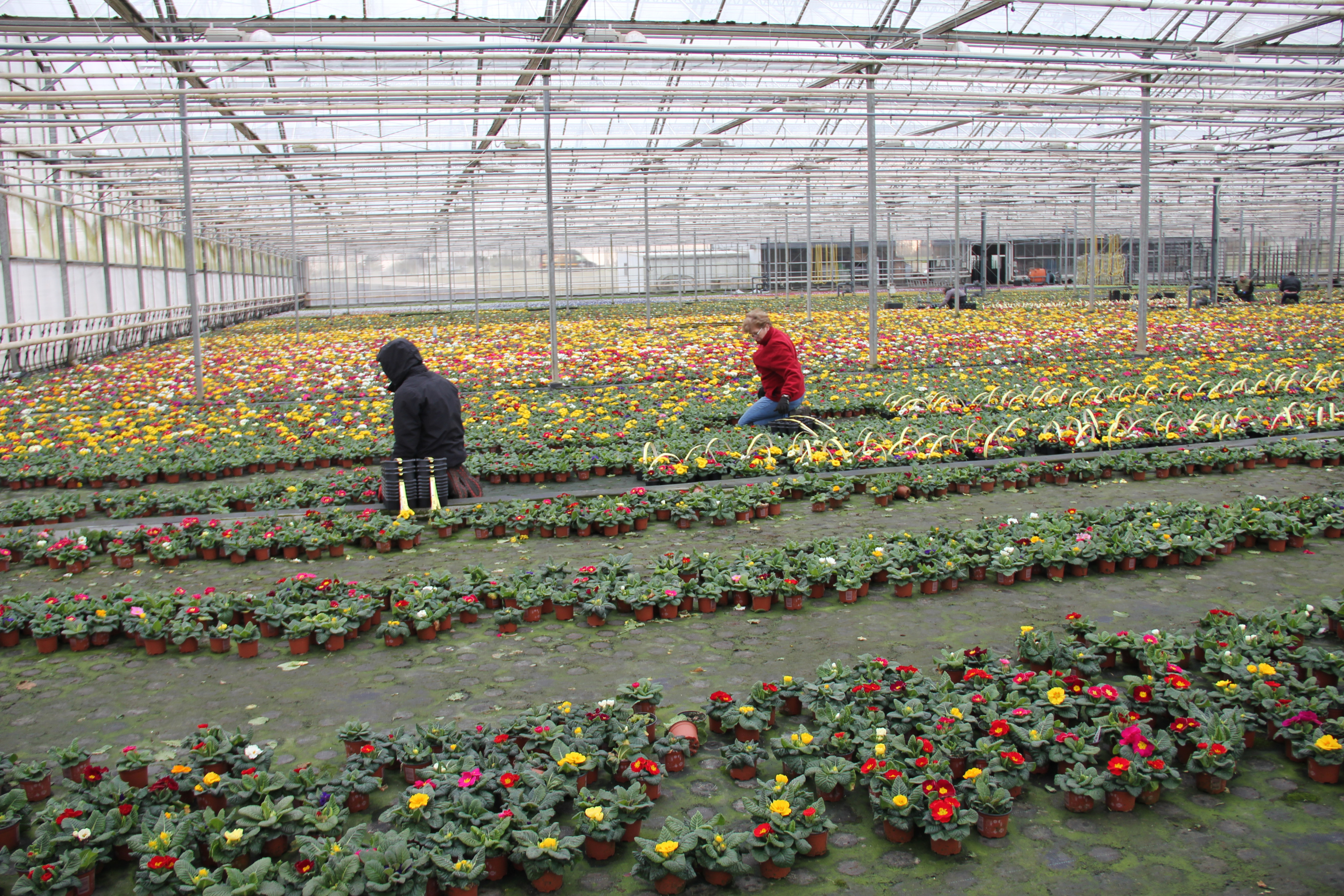 primula's