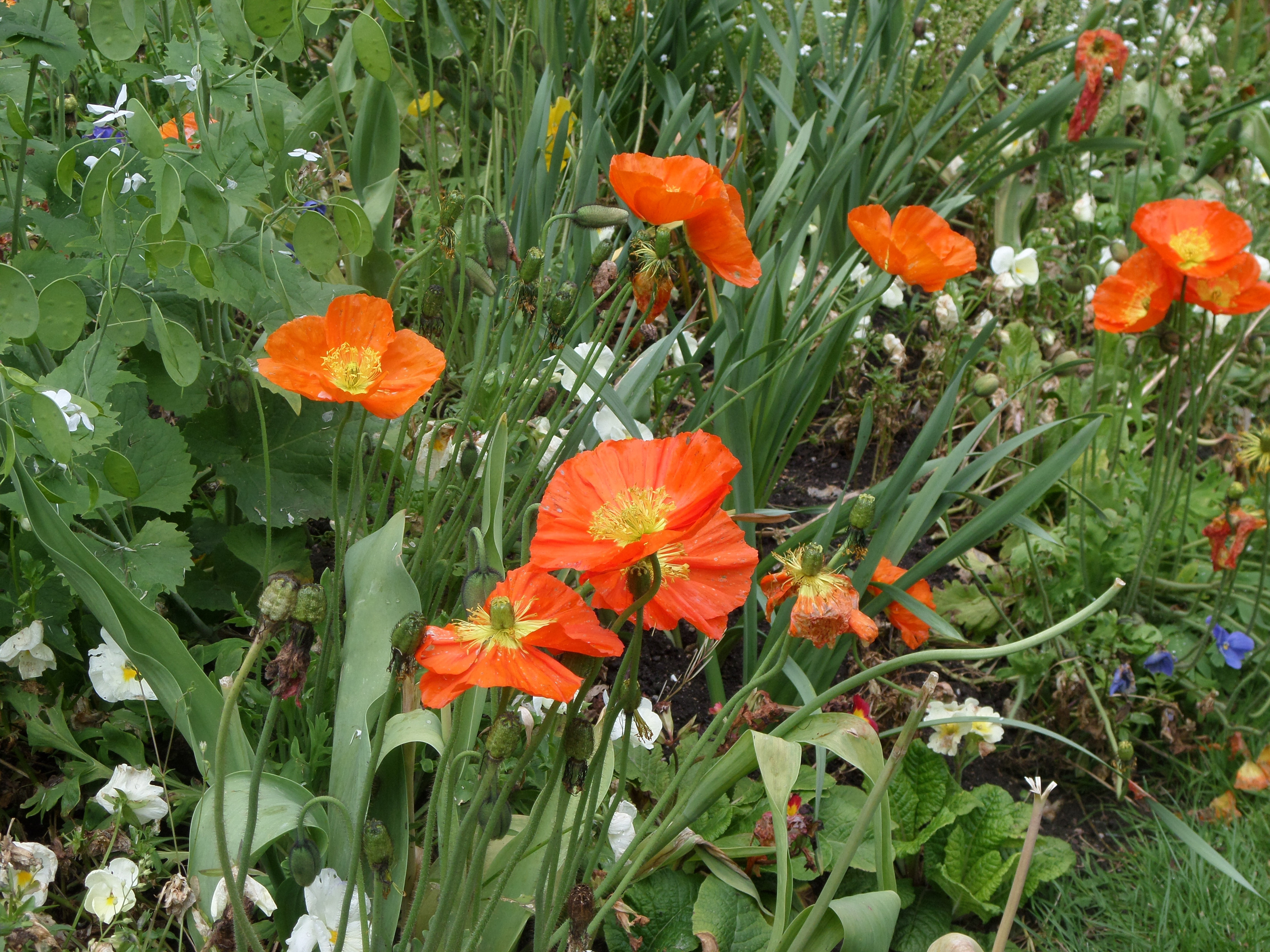 Bloemenborders - foto Hilde Van Elsuwe