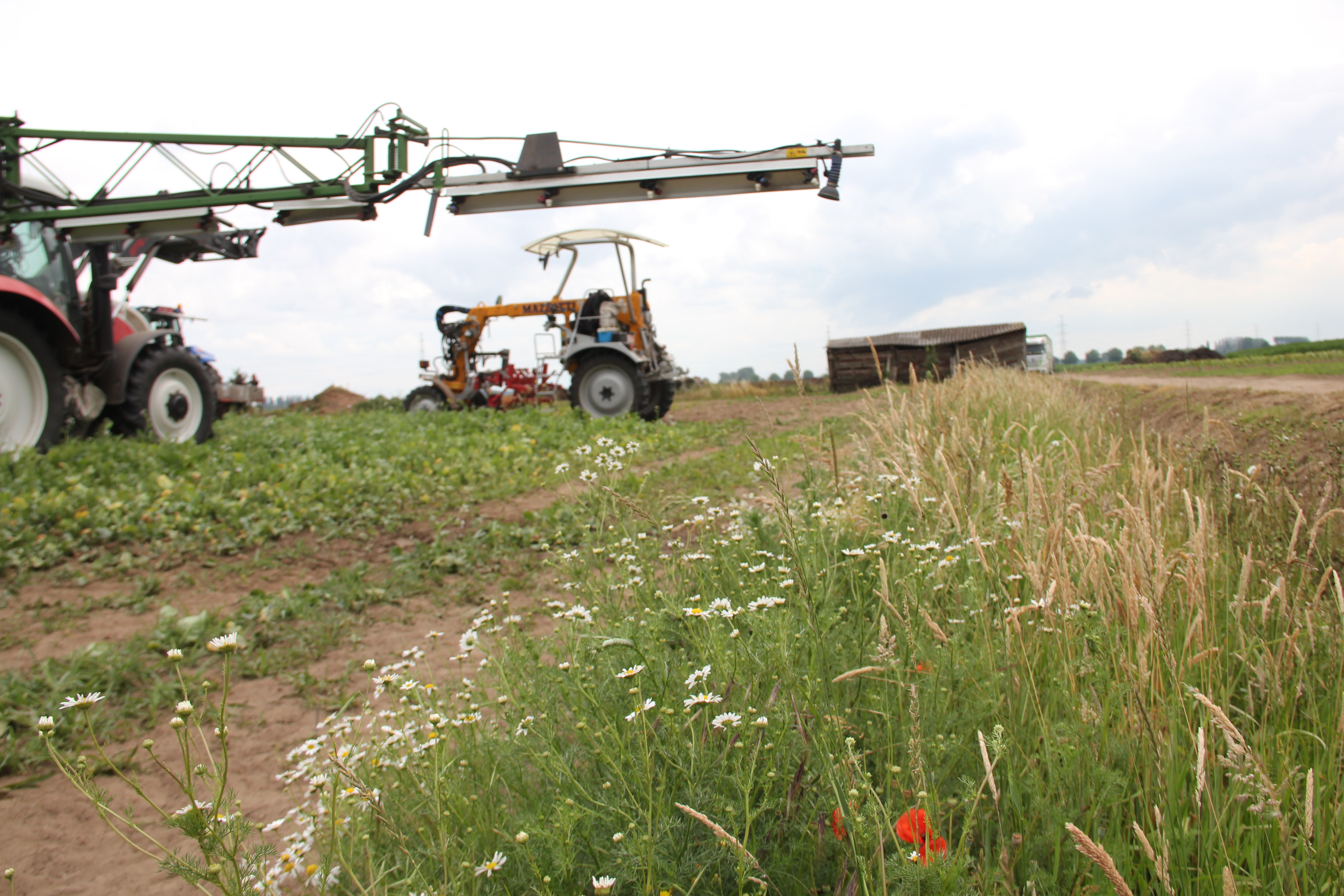 IPM - gewasbescherming - bufferzone - foto AVBS