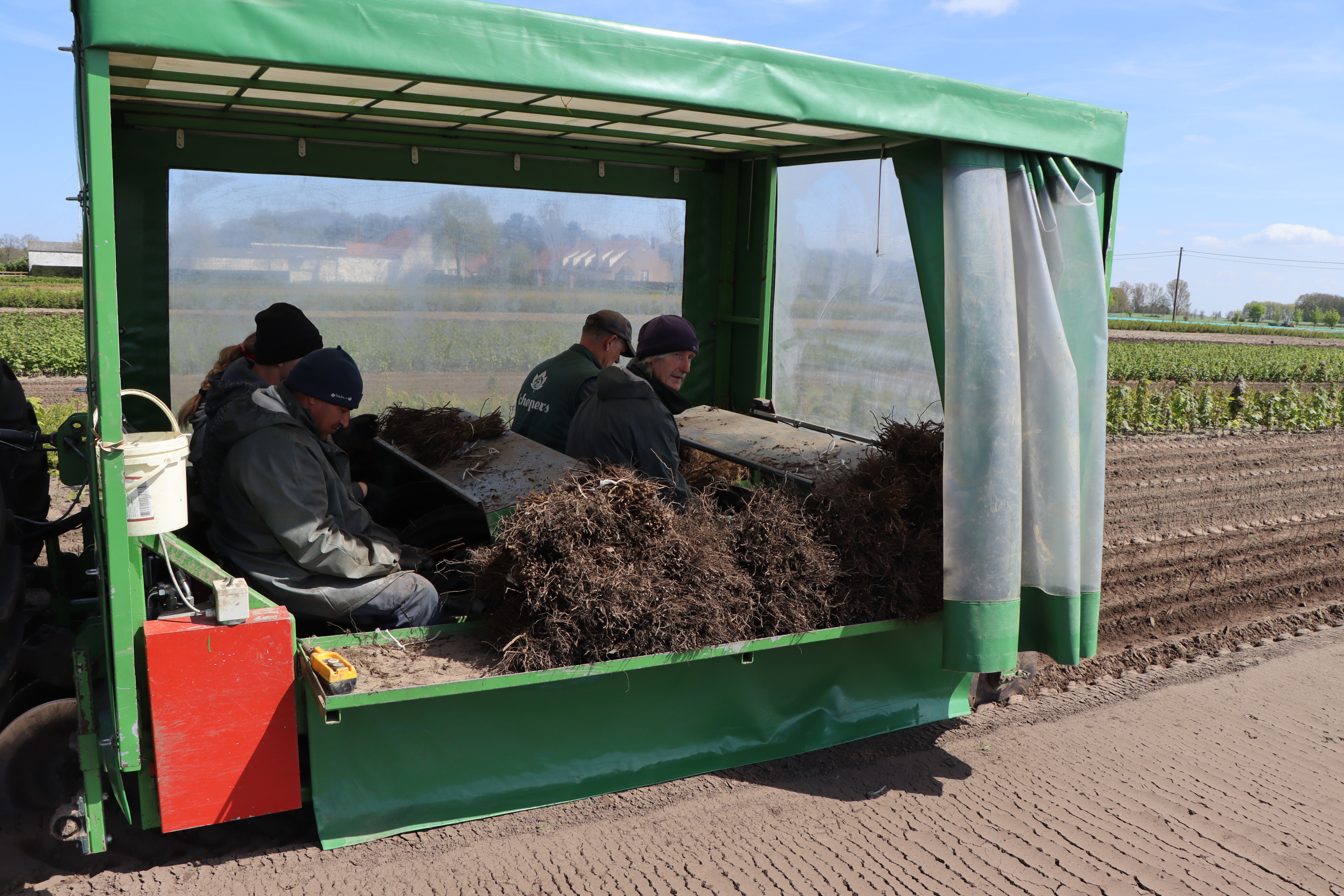 Tewerkstelling Bosboomkwekerij Schepers - seizoenarbeid - foto Jan Vancayzeele