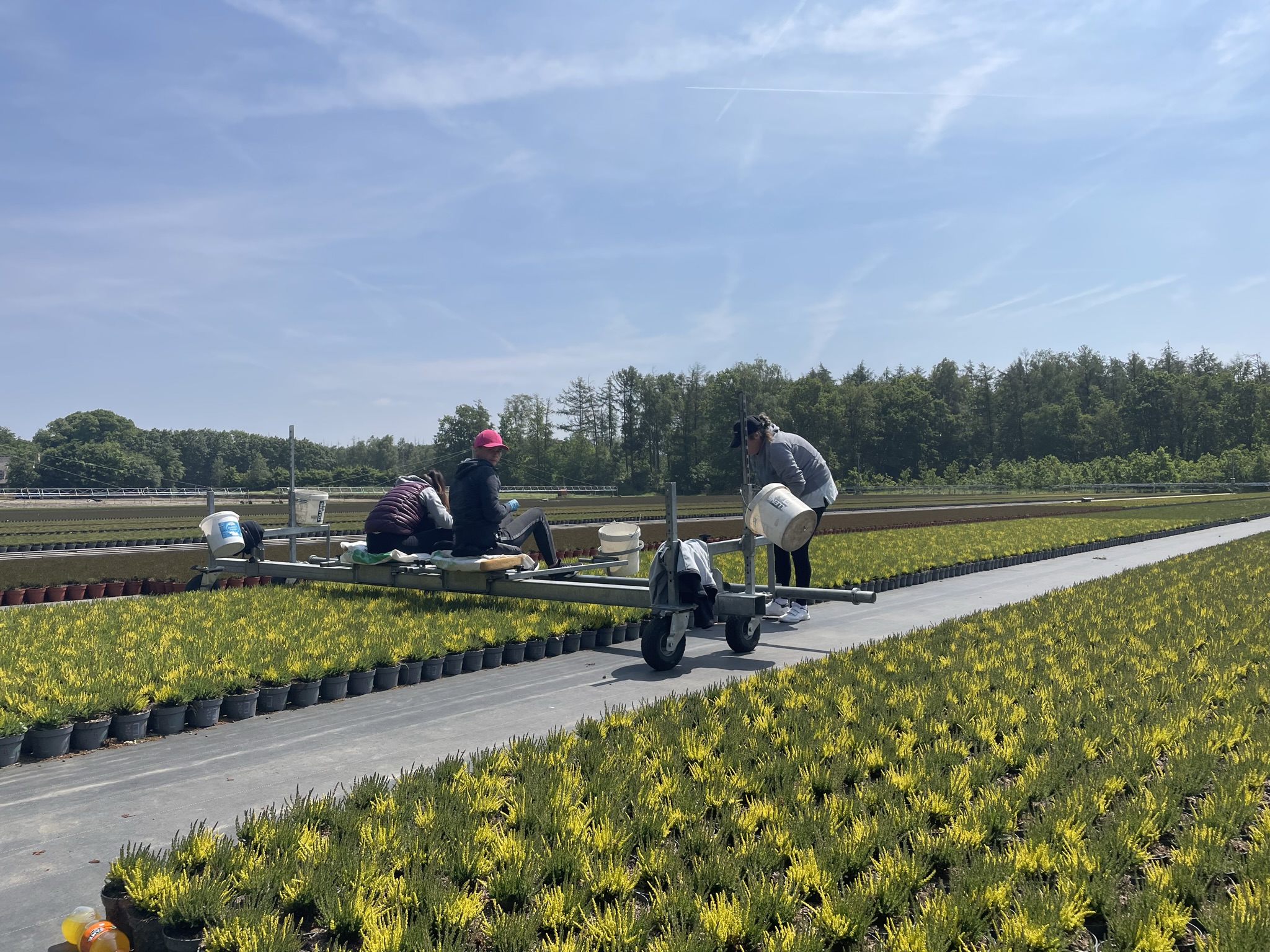 Reportages bloemisterij_tewerkstelling_foto Miet Poppe