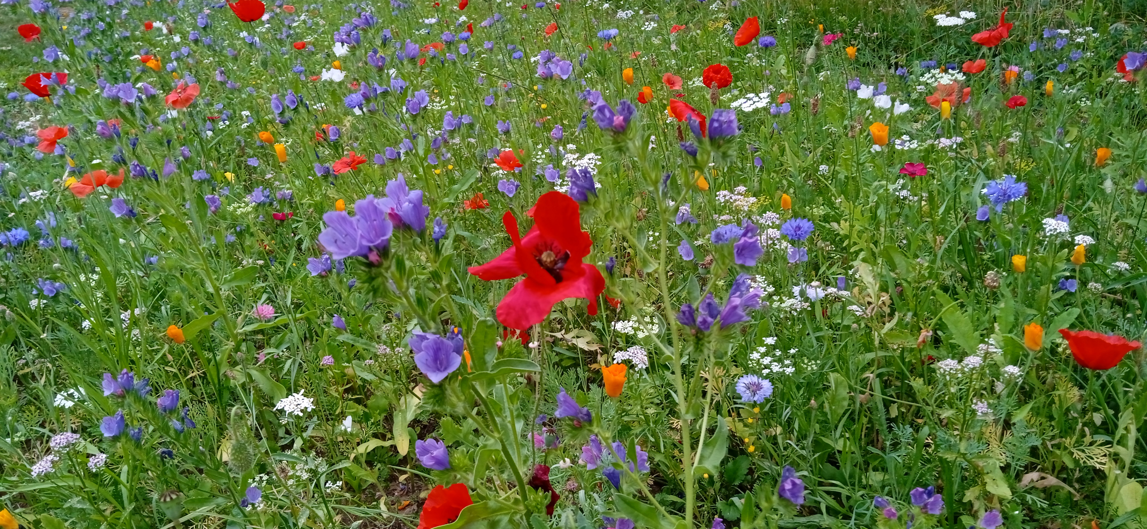 Bloemenborders - foto Hilde Van Elsuwe