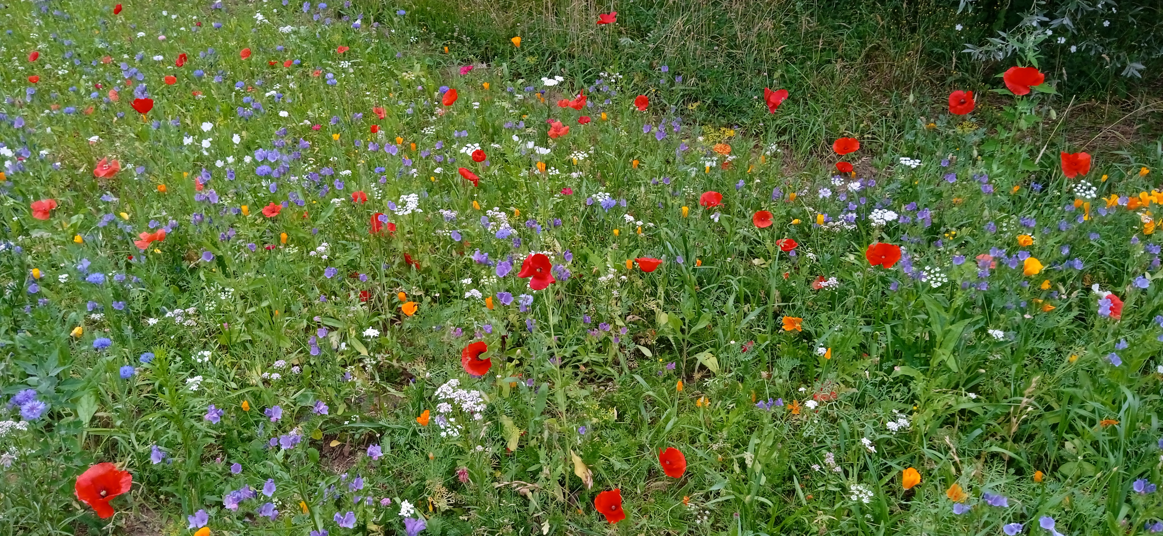 Bloemenborders - foto Hilde Van Elsuwe