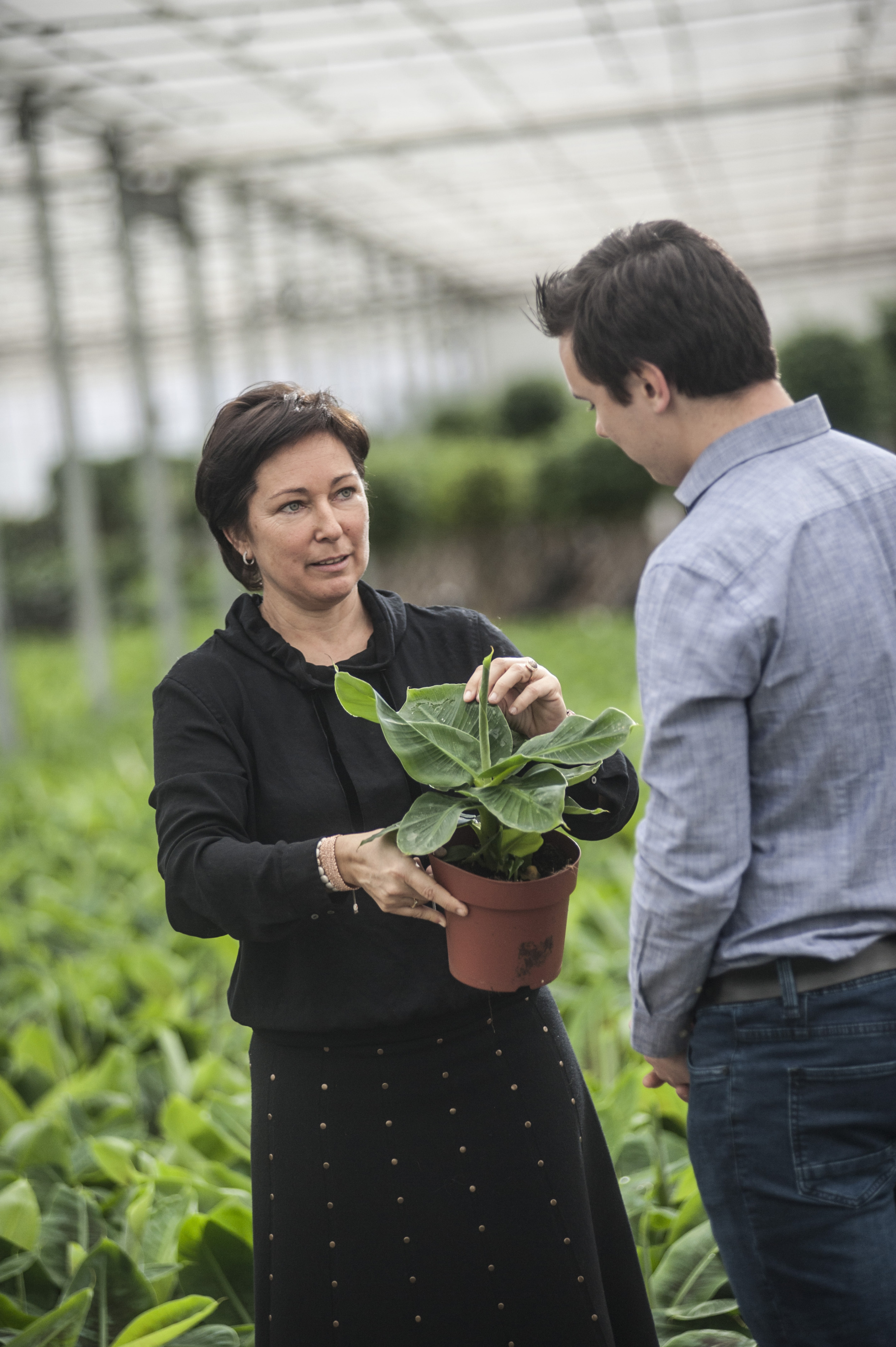 Fikona plant - foto Marco Mertens