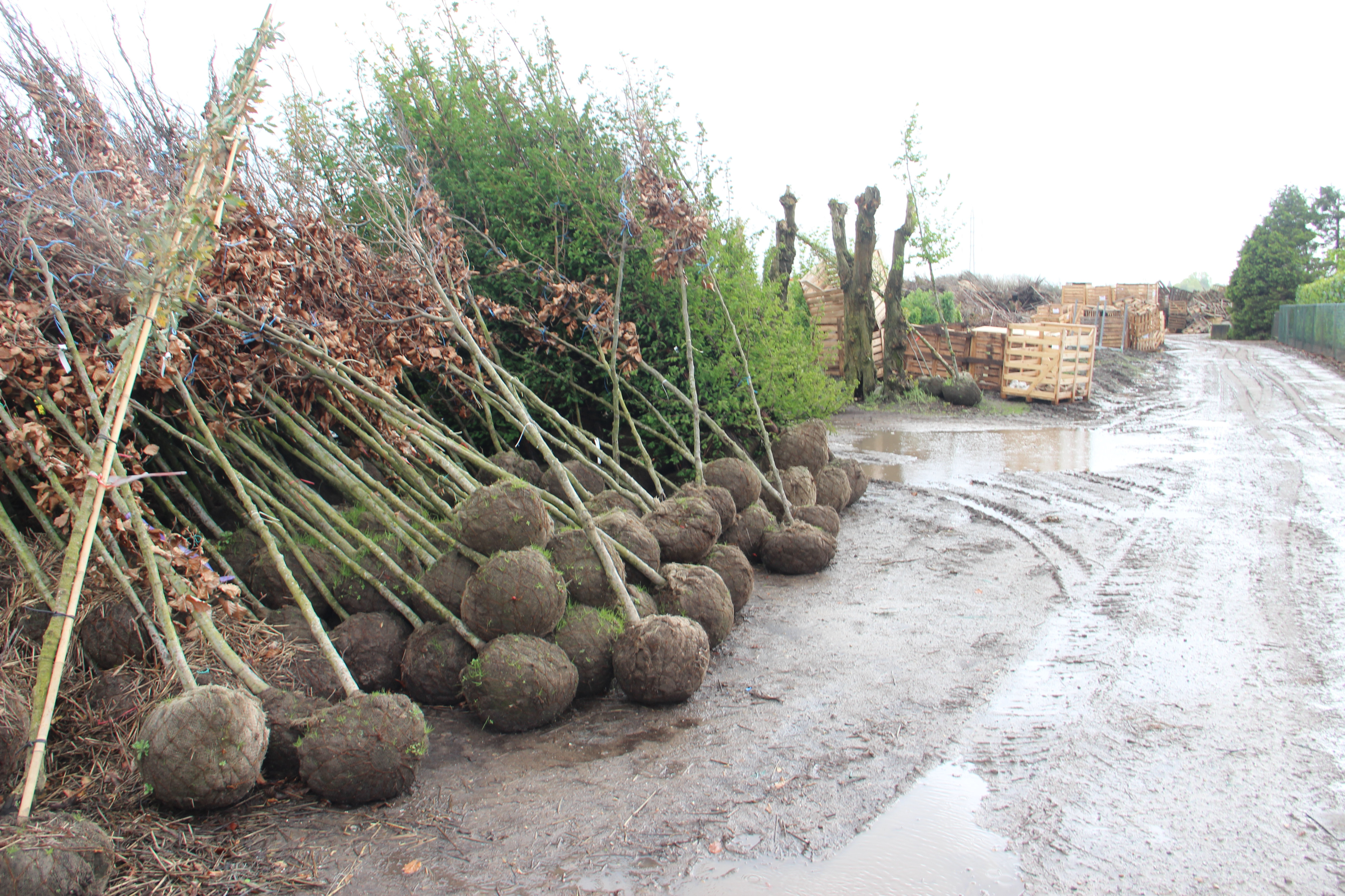 nog niet geplante bomen tgv de vele regenval