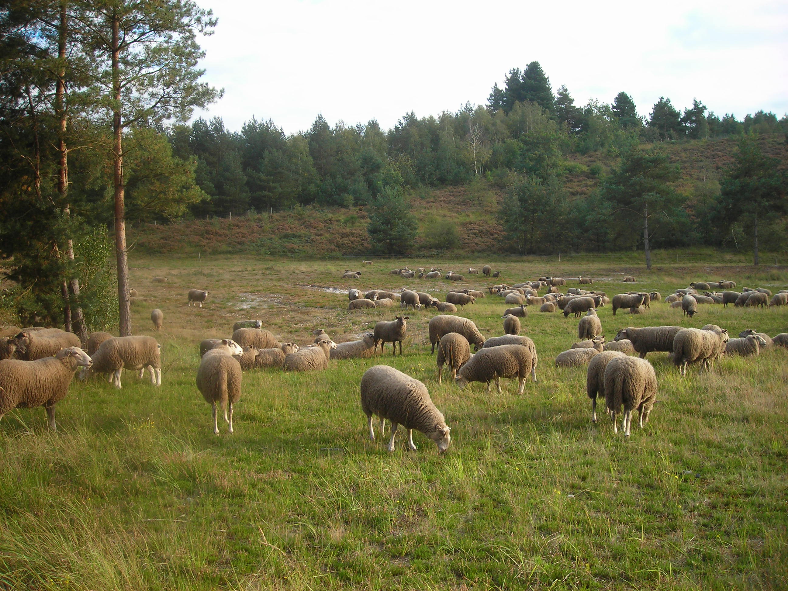 schapen in natuurgebied