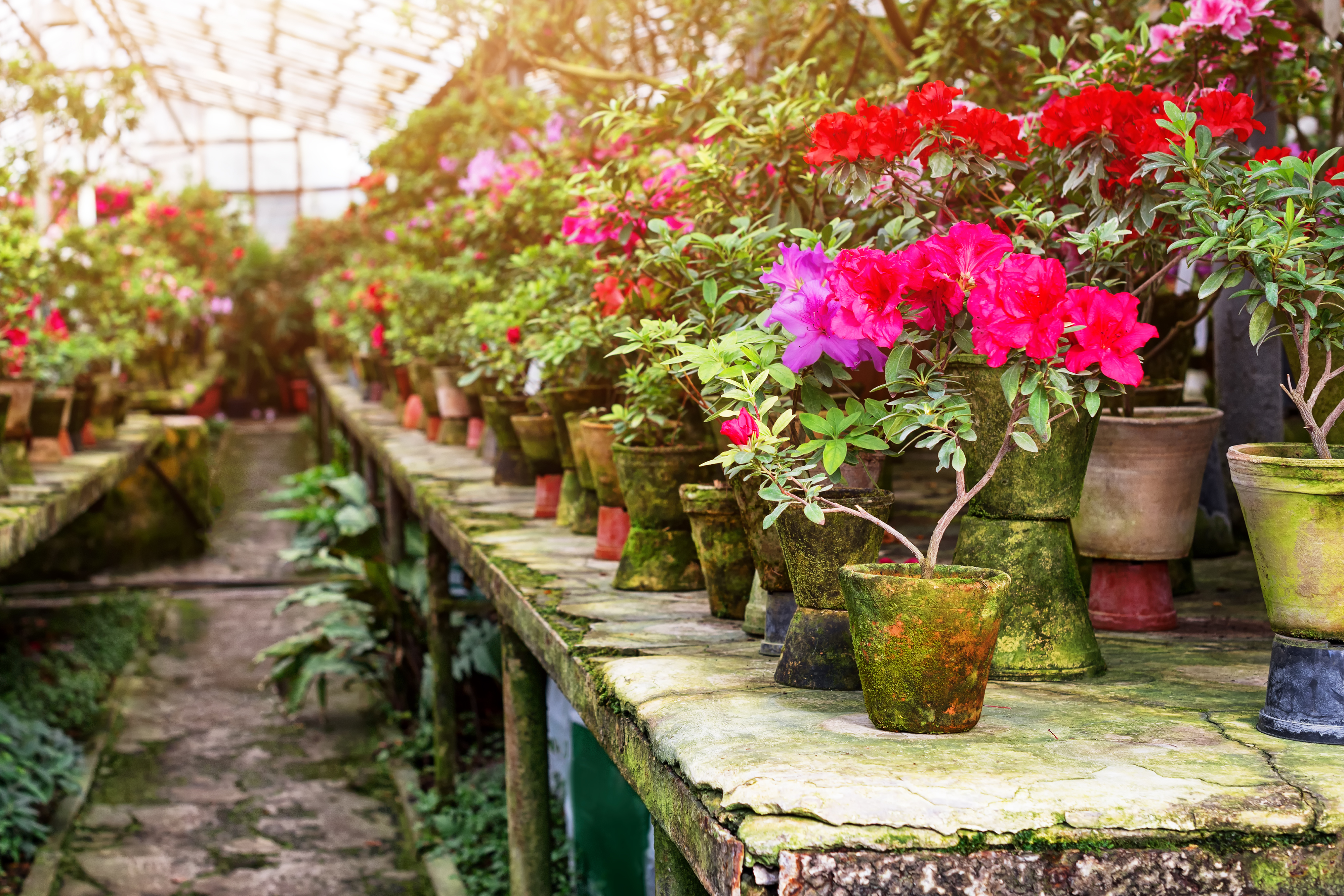 Bloemen en planten - bedrijf stopzetten - foto Shutterstock