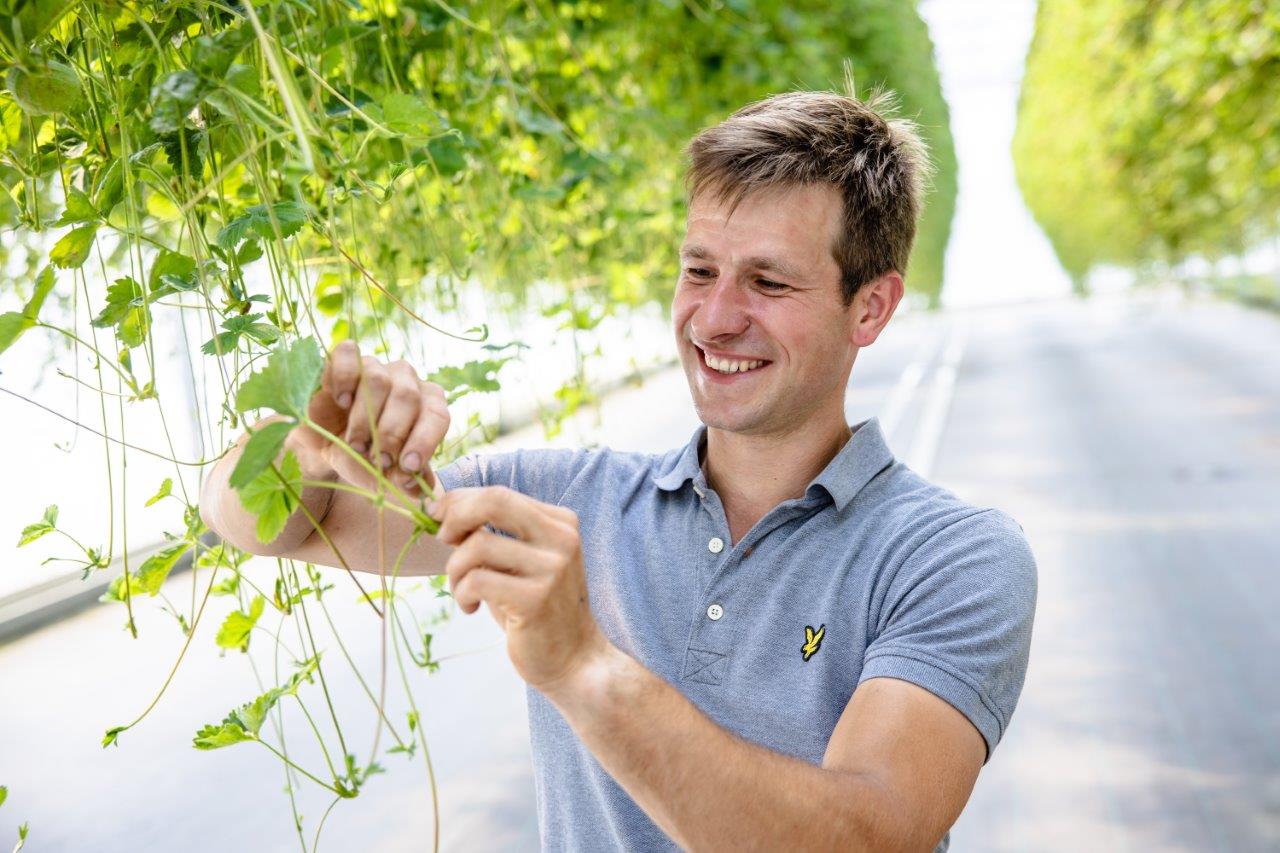 wouter en Liza stekken aardbeien
