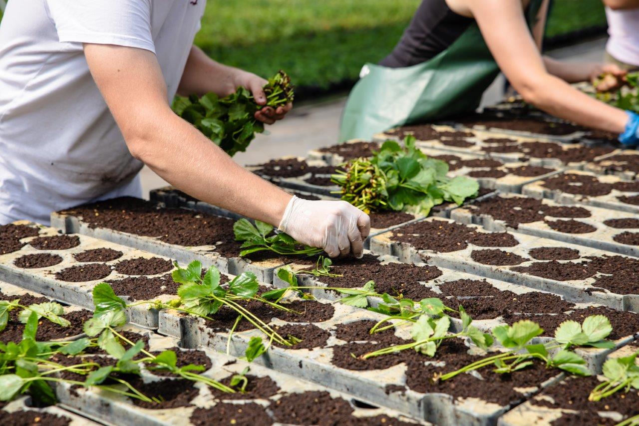 Wouter en Liza stekken aardbeien
