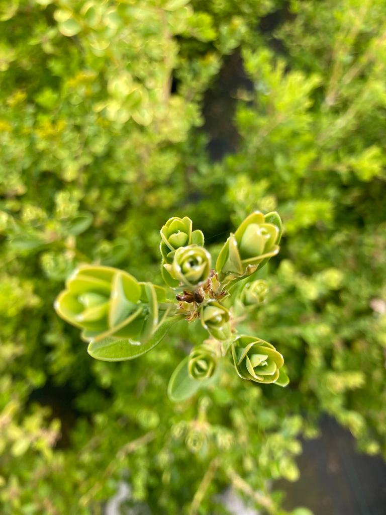 AVBS buxus - foto teambuilding