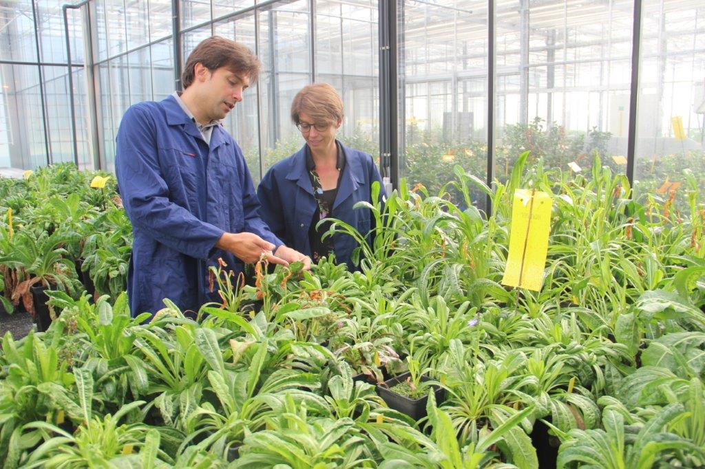 Laurens en Katrijn bij een proef met cichorei