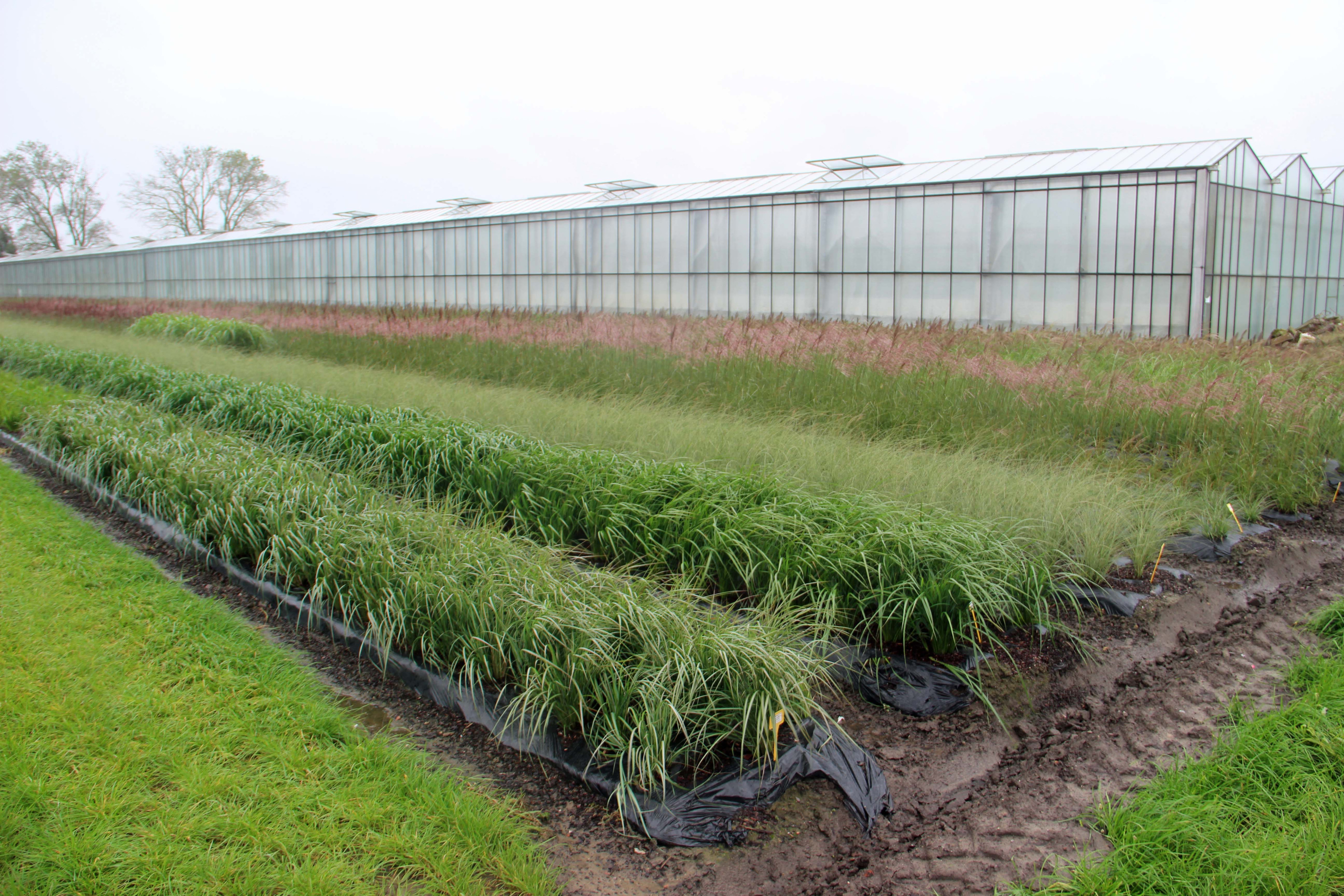 moederplanten