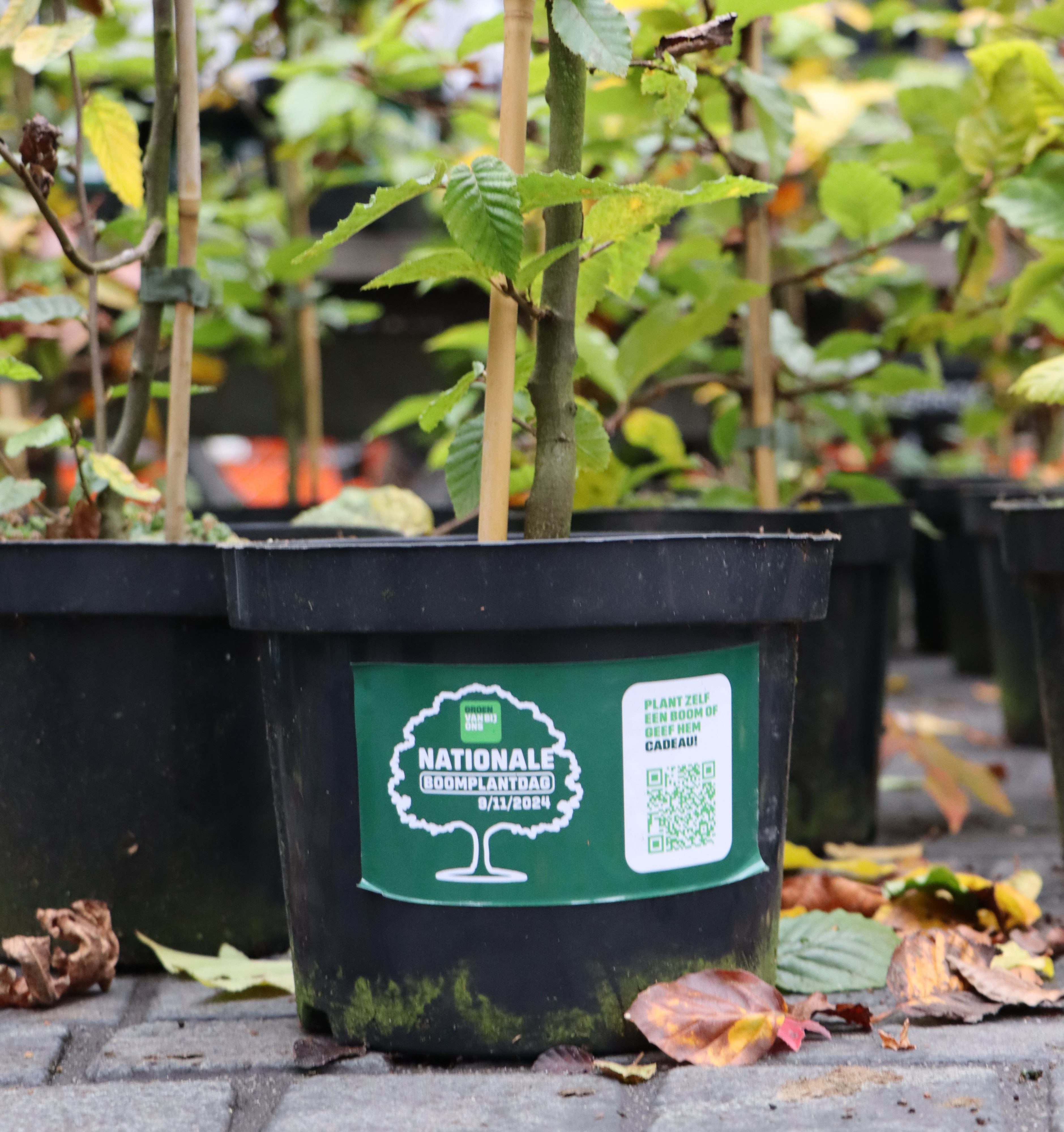 boomplantdag Antwerpen