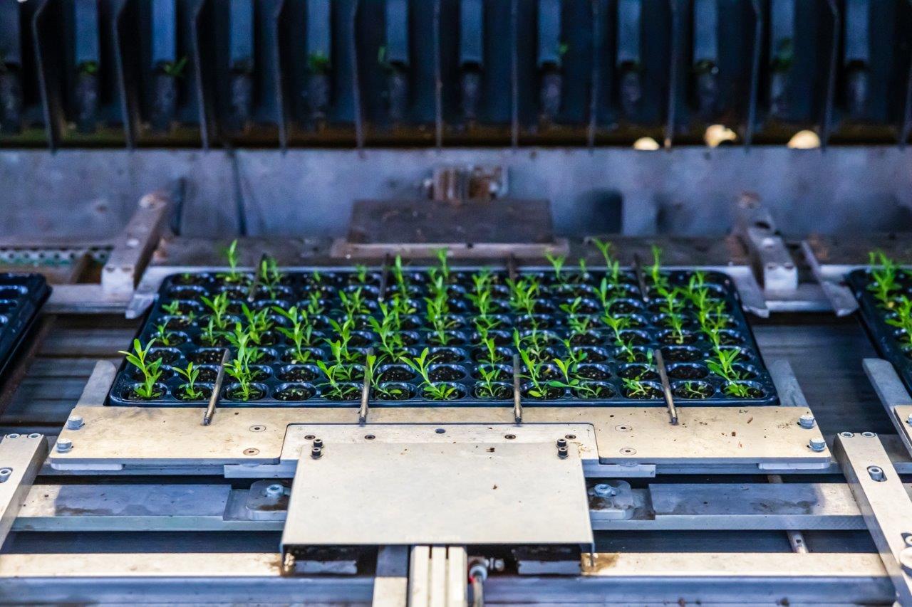 palet jongplanten