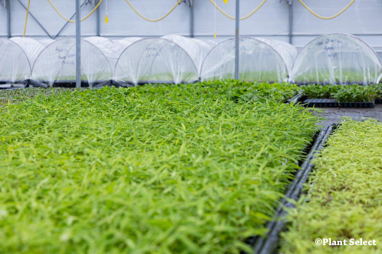 planten in de serre