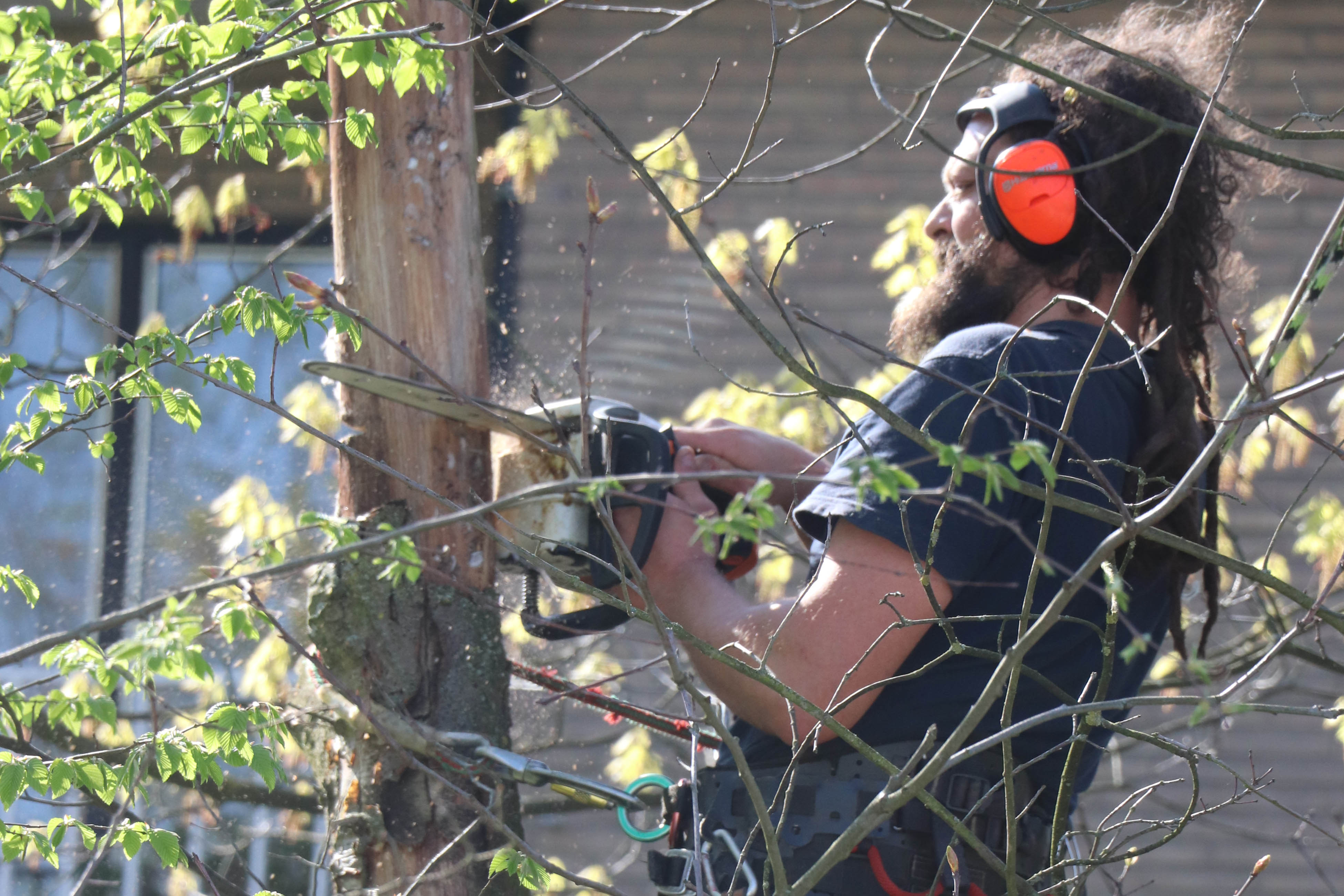 man zaagt op hoogte in een boom