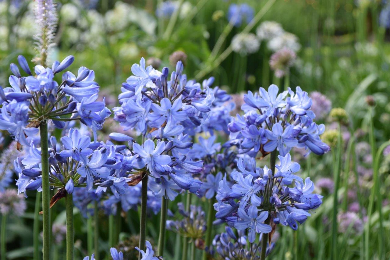 agapanthus in bloei
