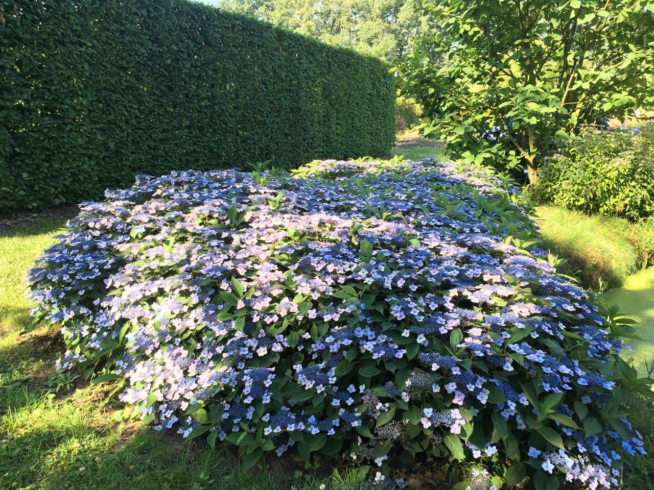 Florall variety silver