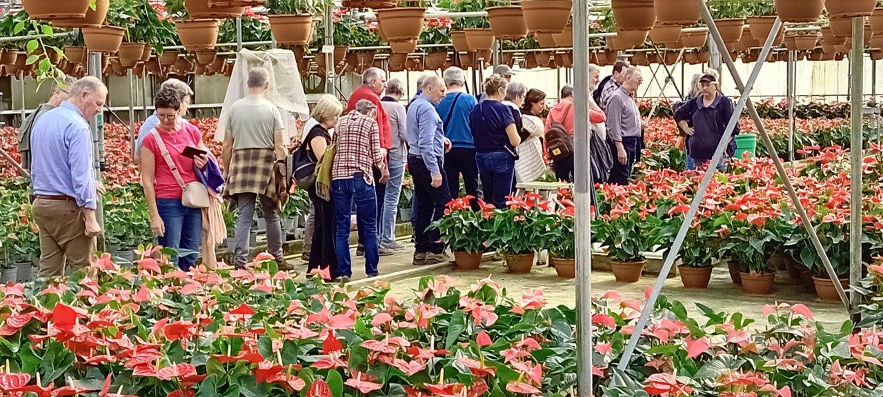 anthurium in bloei bij Pisapia
