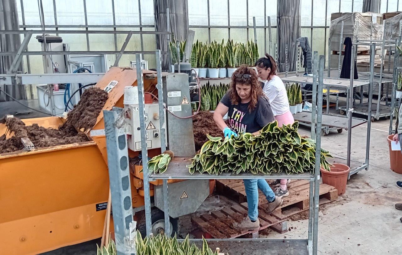 sanseveria bij Agriafiorita 