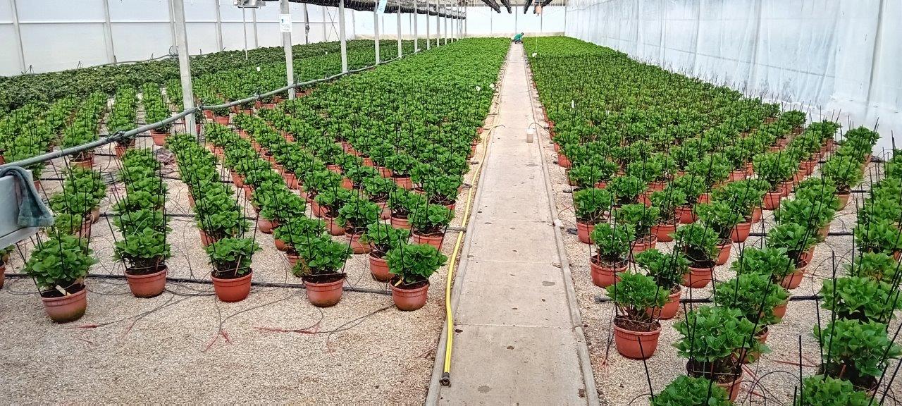 Hortensia in volle groei