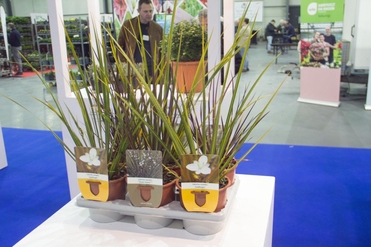 Florall concept gold