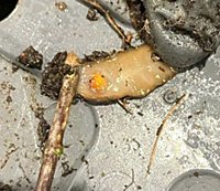 onderkant van een platworm met pas gevormde ei-capsule