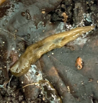 onderzijde van een platworm is gemarmerd
