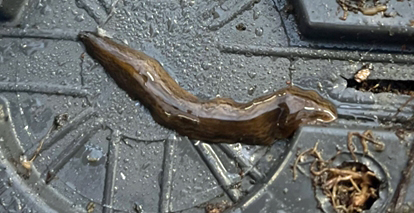 platworm op de onderkant van een plantenpot