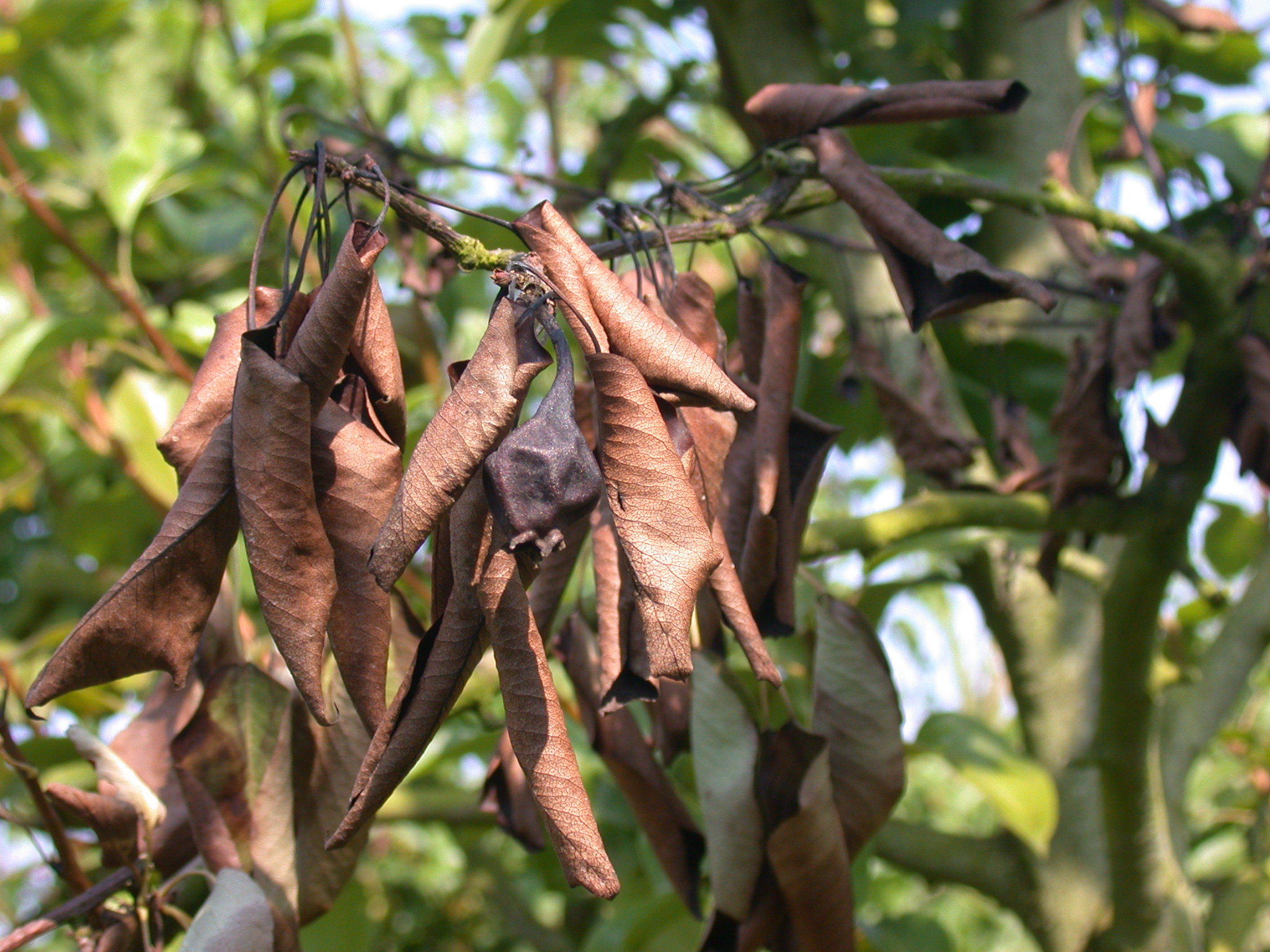 door bacterievuur aangetaste tak van een perenboom