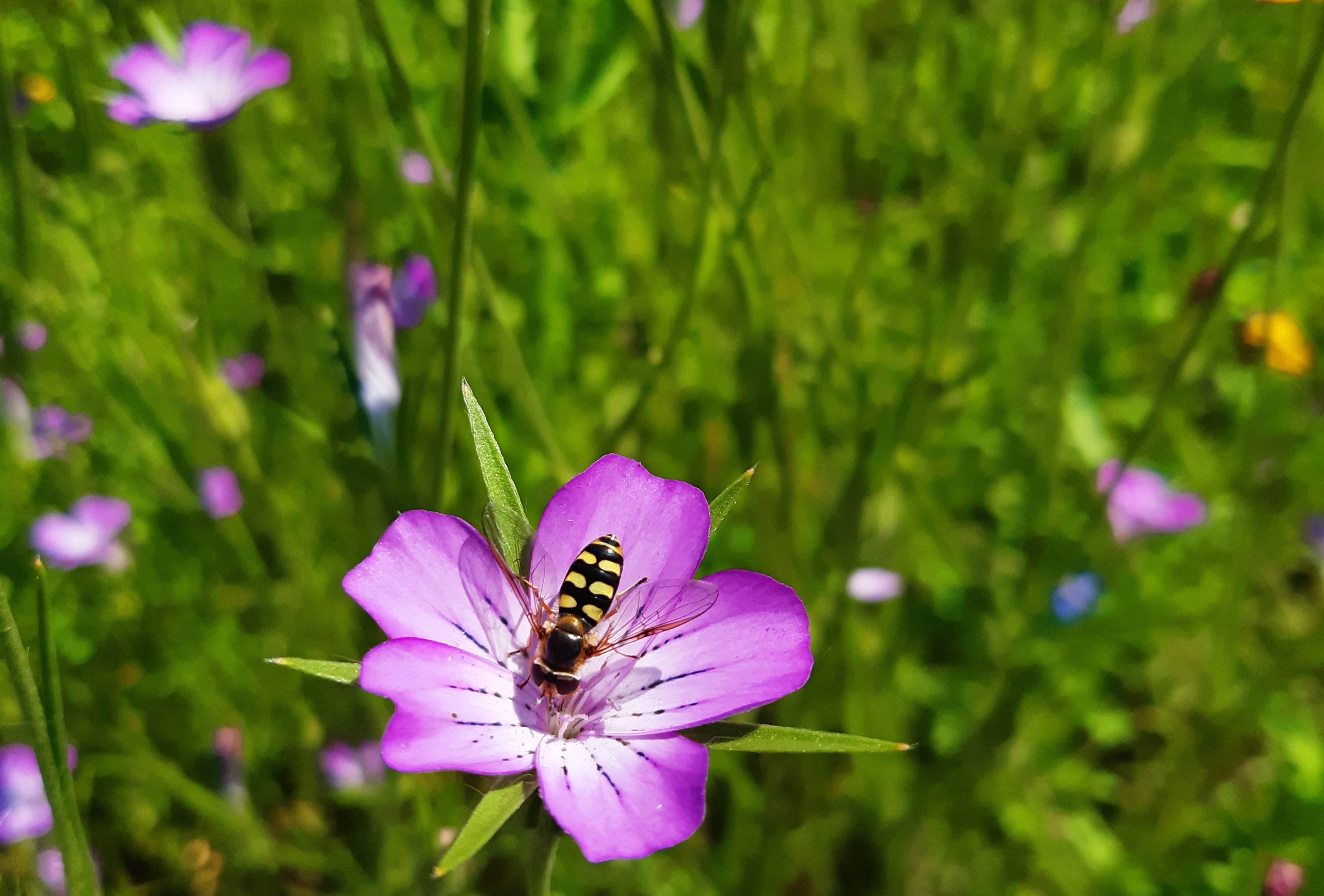 zweefvlieg op een bloem