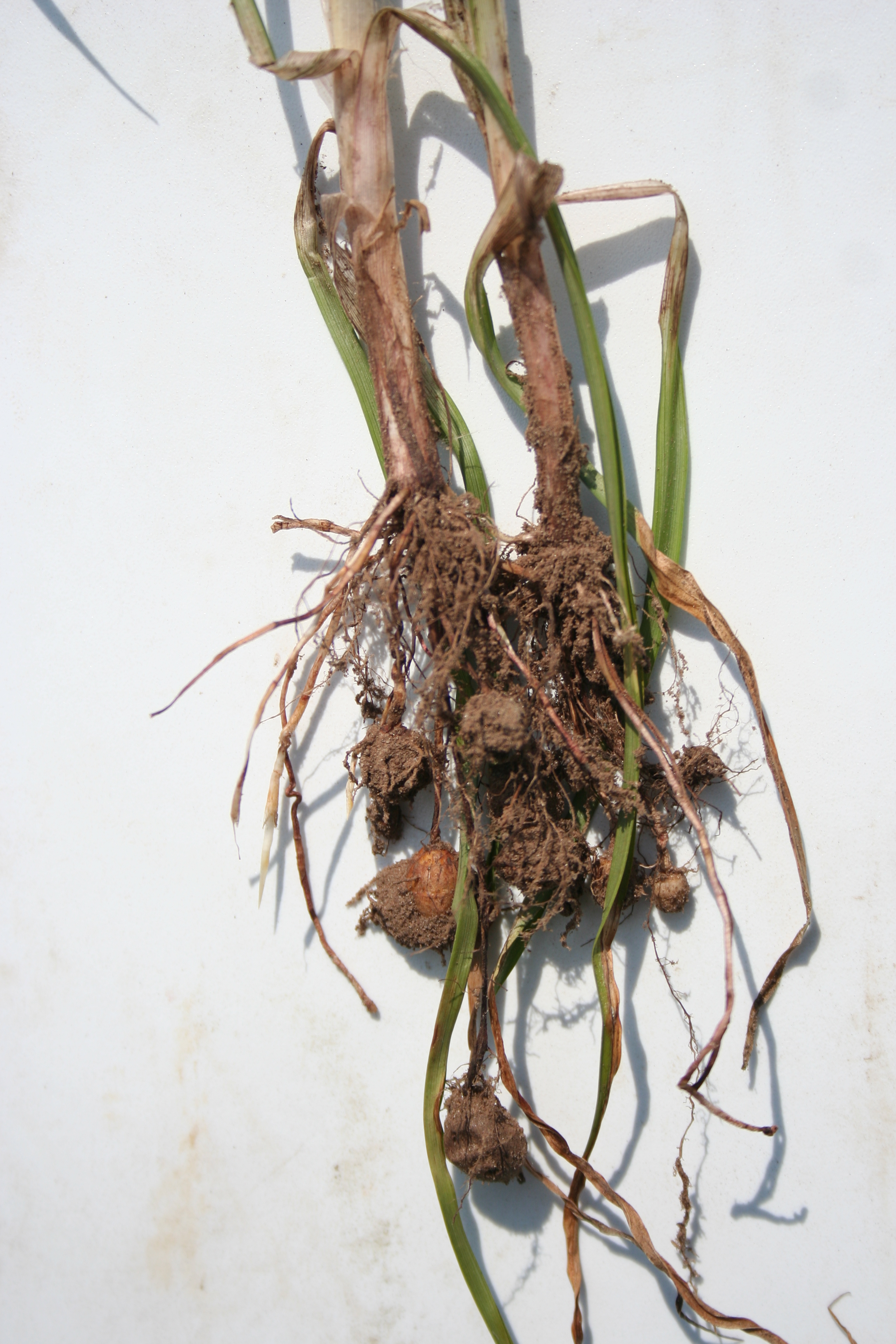 plant met knolletjes tussen de wortels