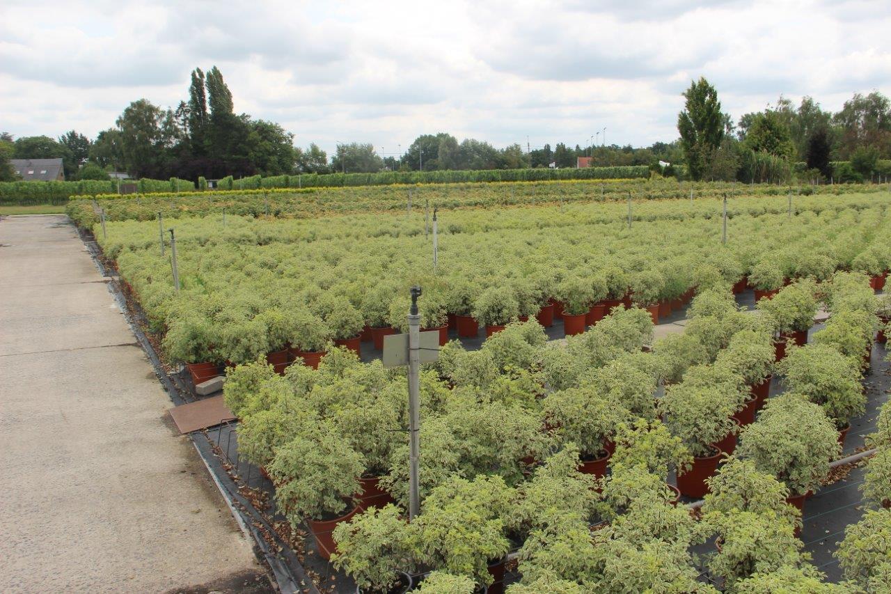 containerveld