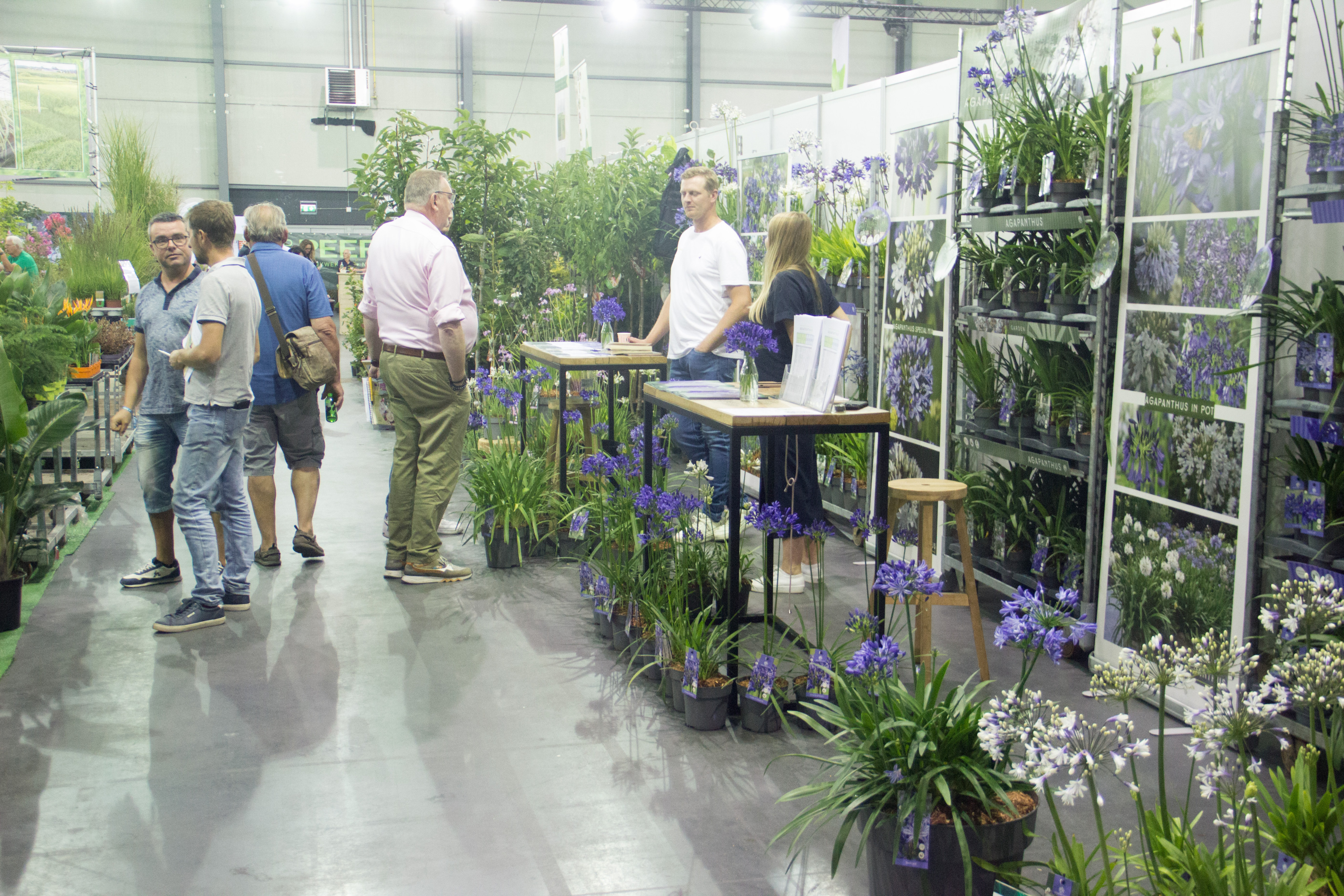 stand agapanthus
