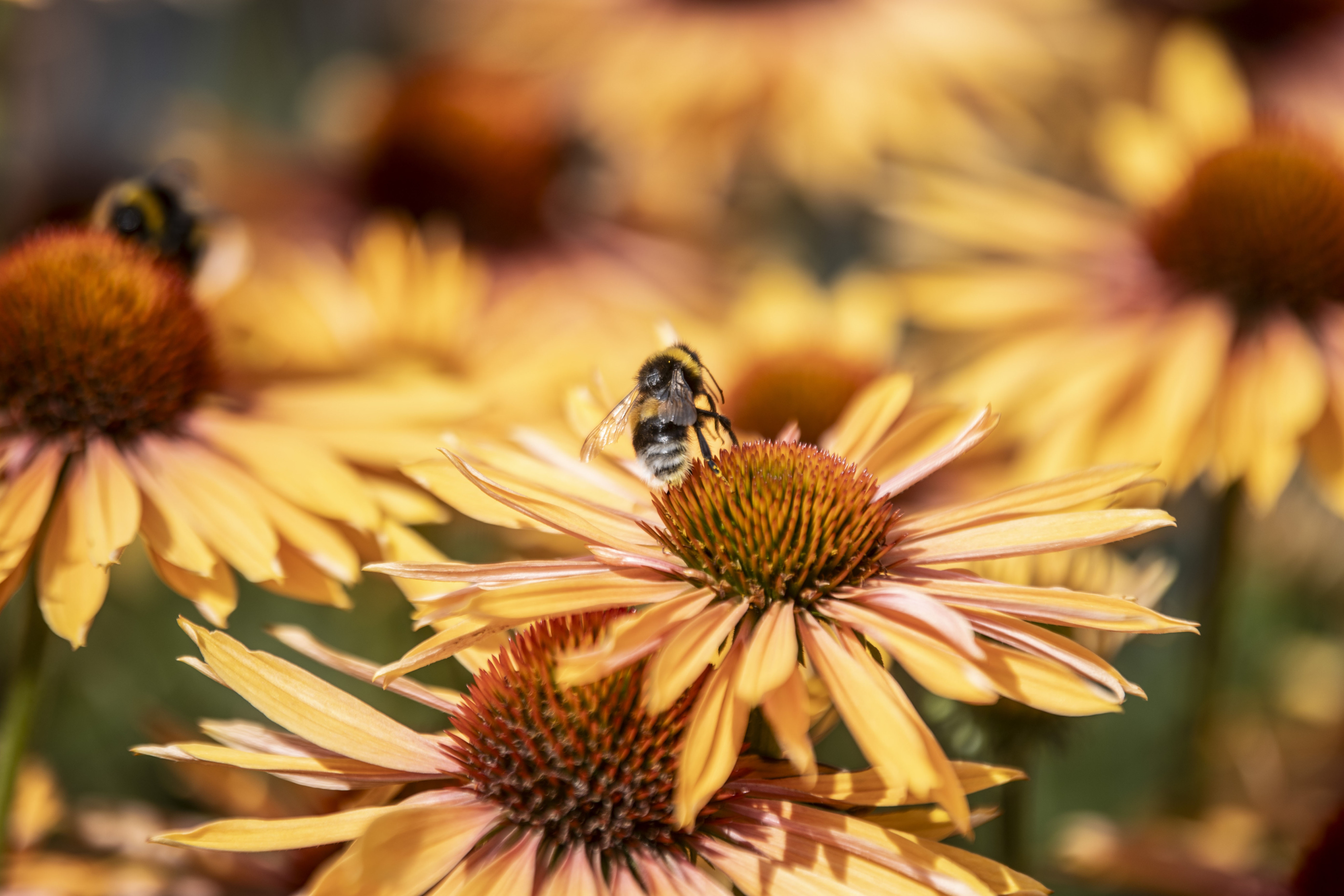 Echinacea close up