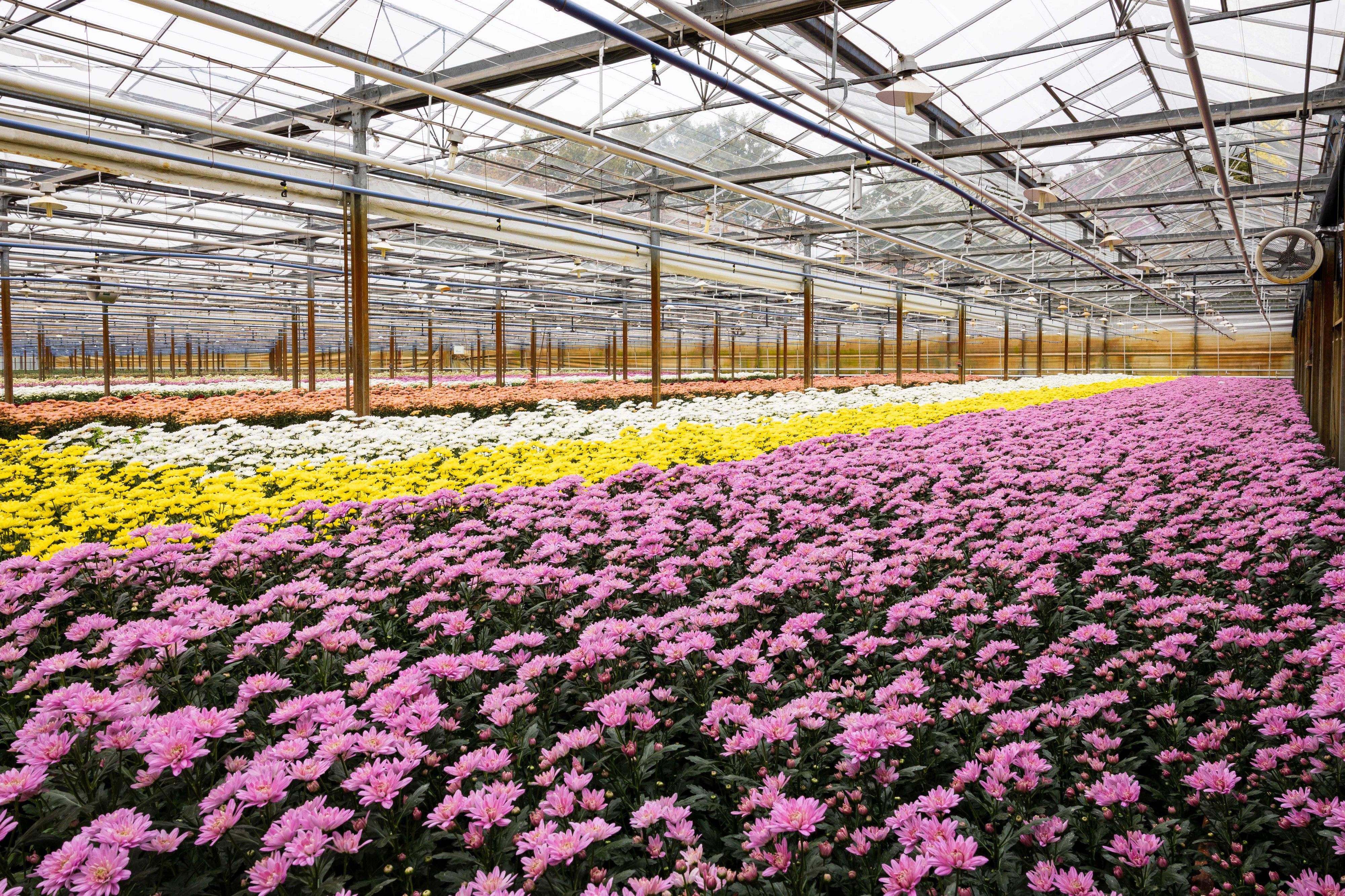 chrysanten binnen