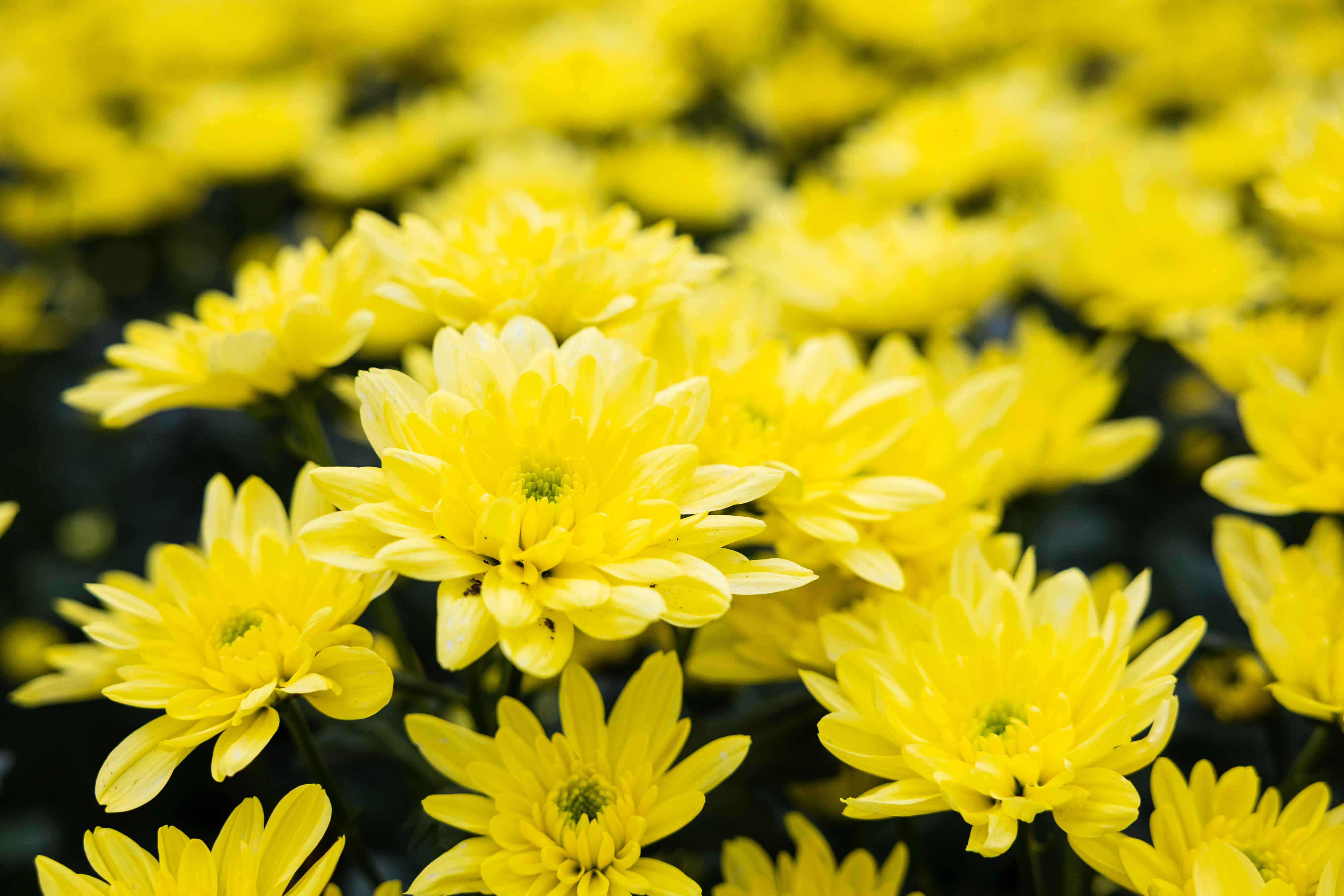 chrysanten binnen