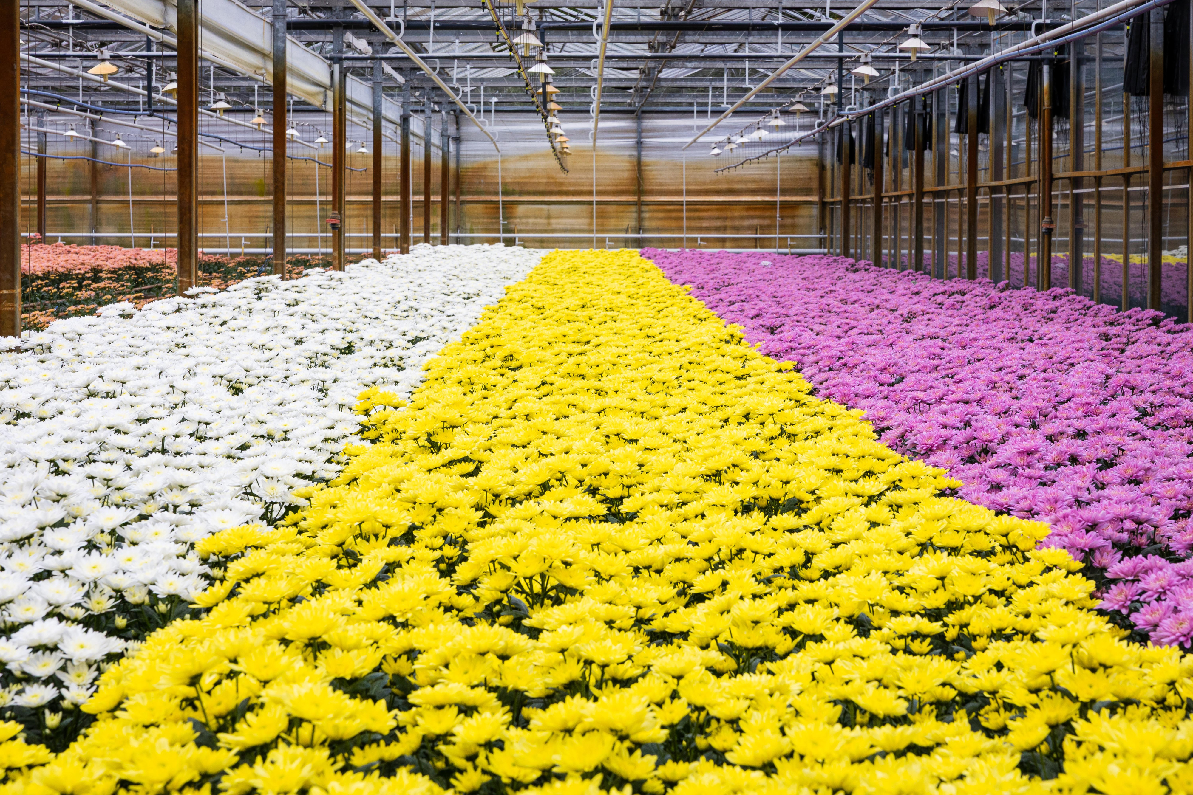 chrysanten binnen