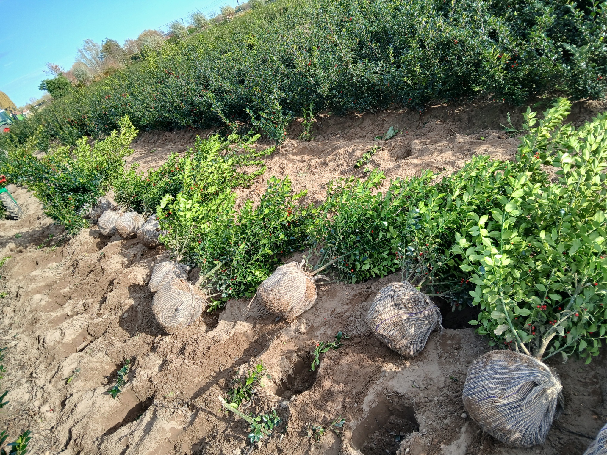 gerooide planten