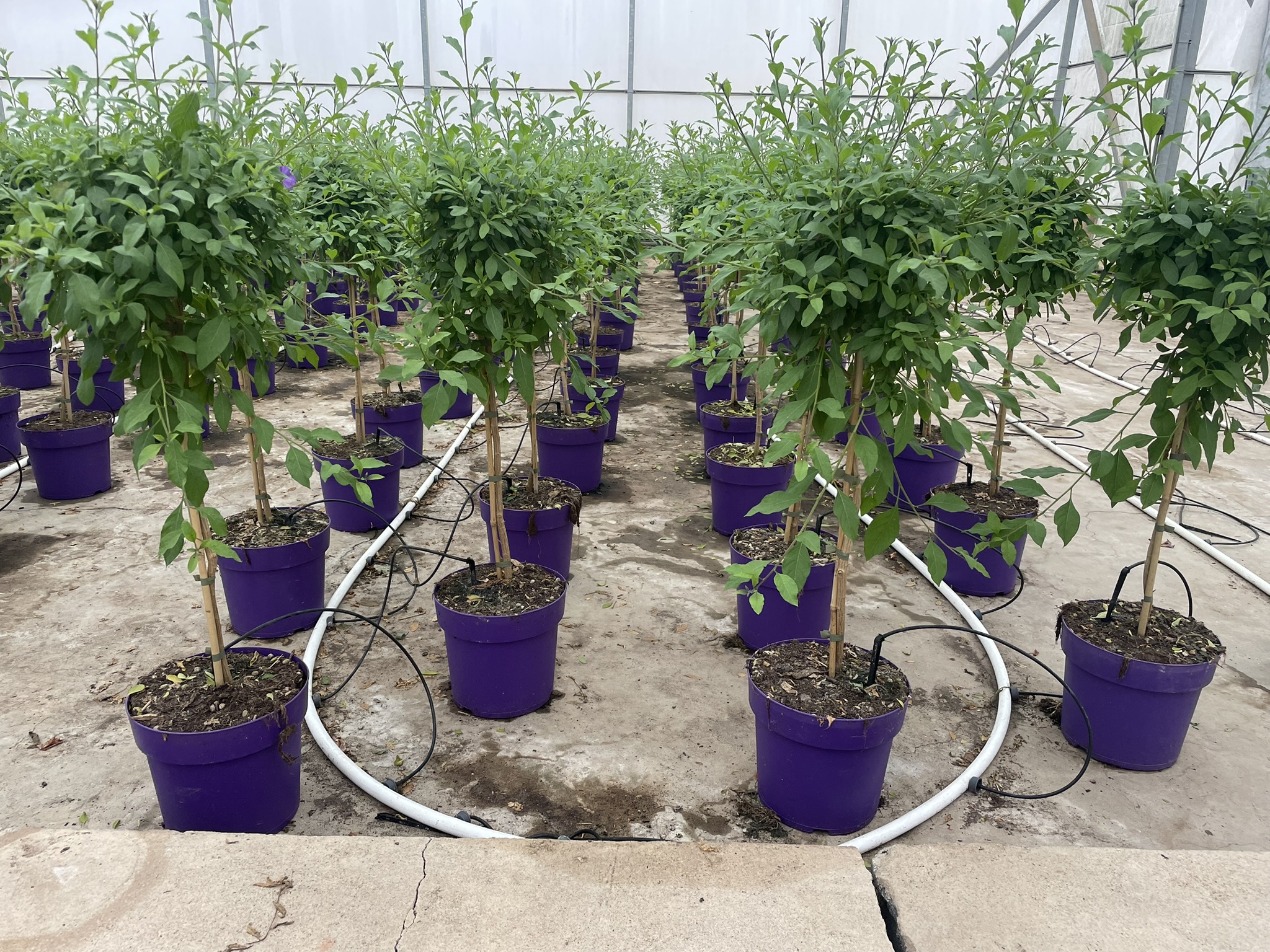 Viplant