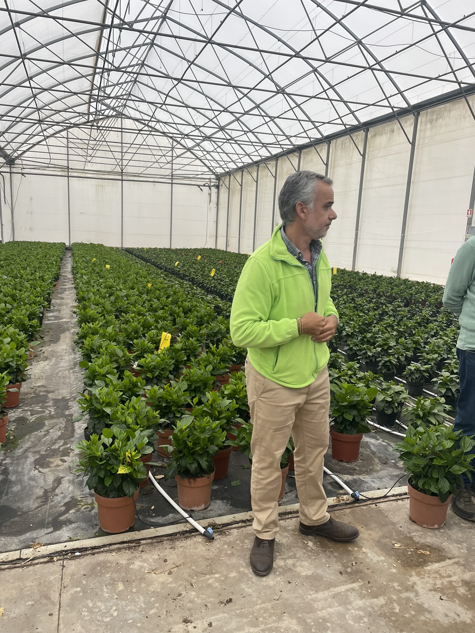 Viplant