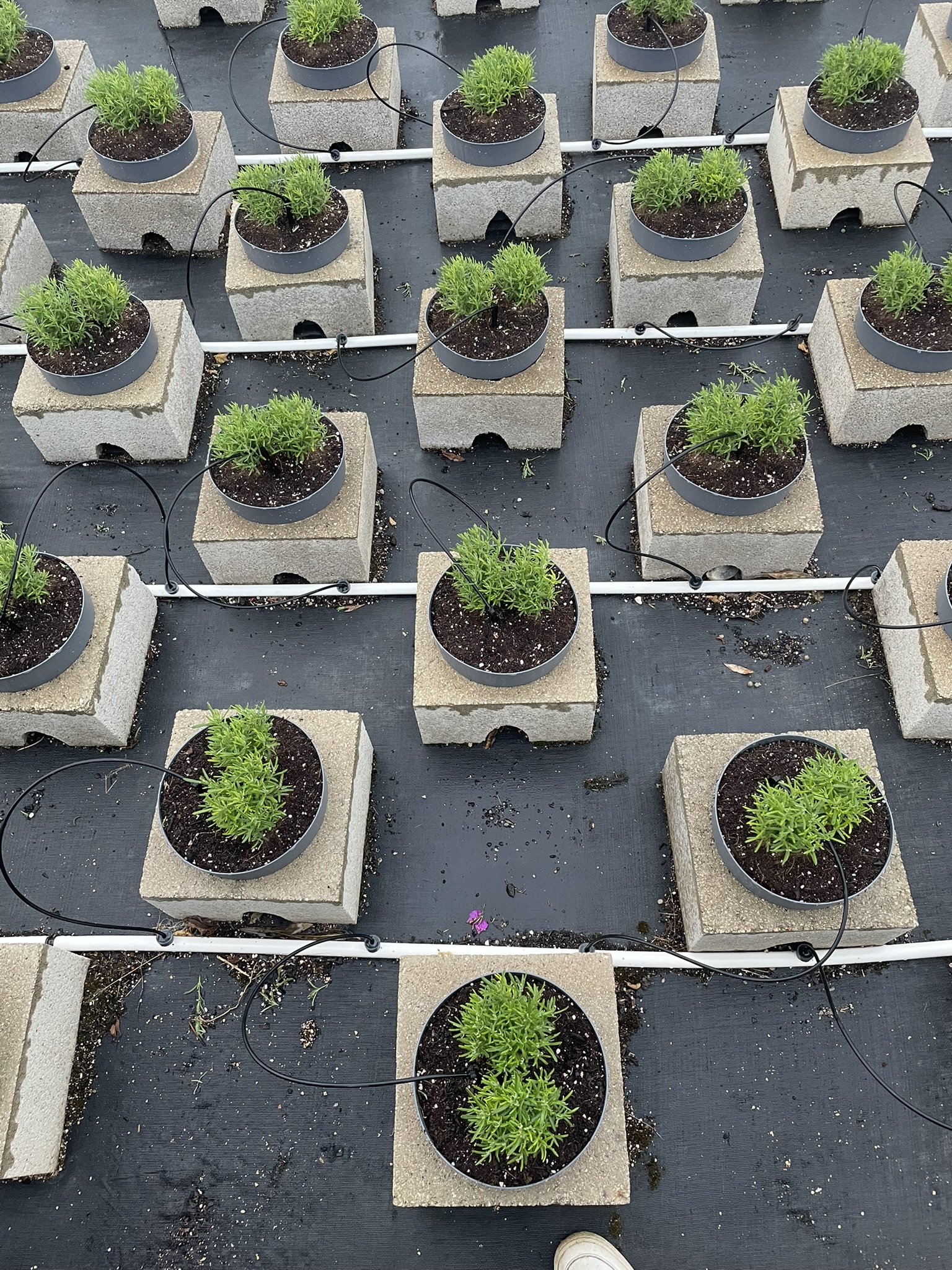 Viplant