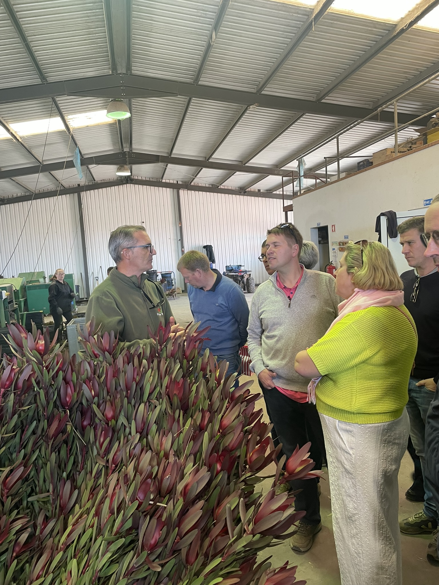 Protea Iberica
